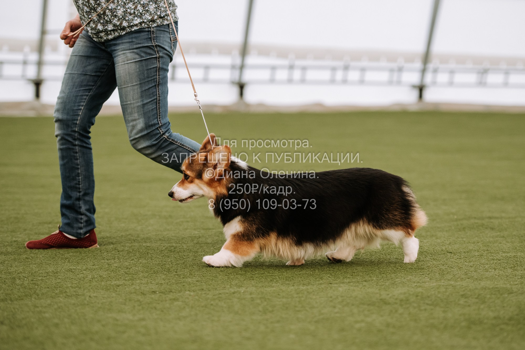Выставка собак Красноярск 2.06. Фотограф Диана Оленина Красноярск / Братск