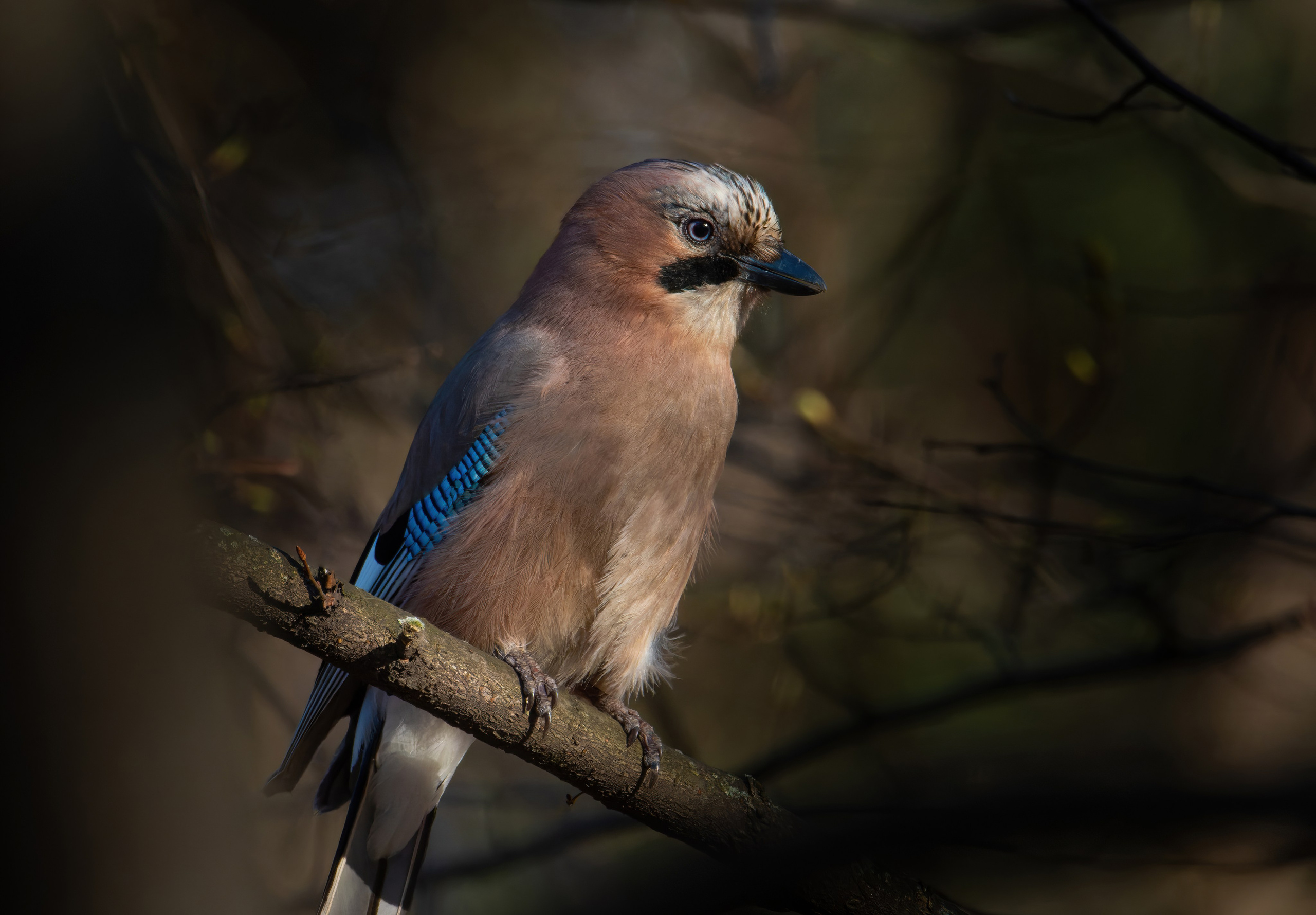 Птицы и животные. Oles Paritskiy