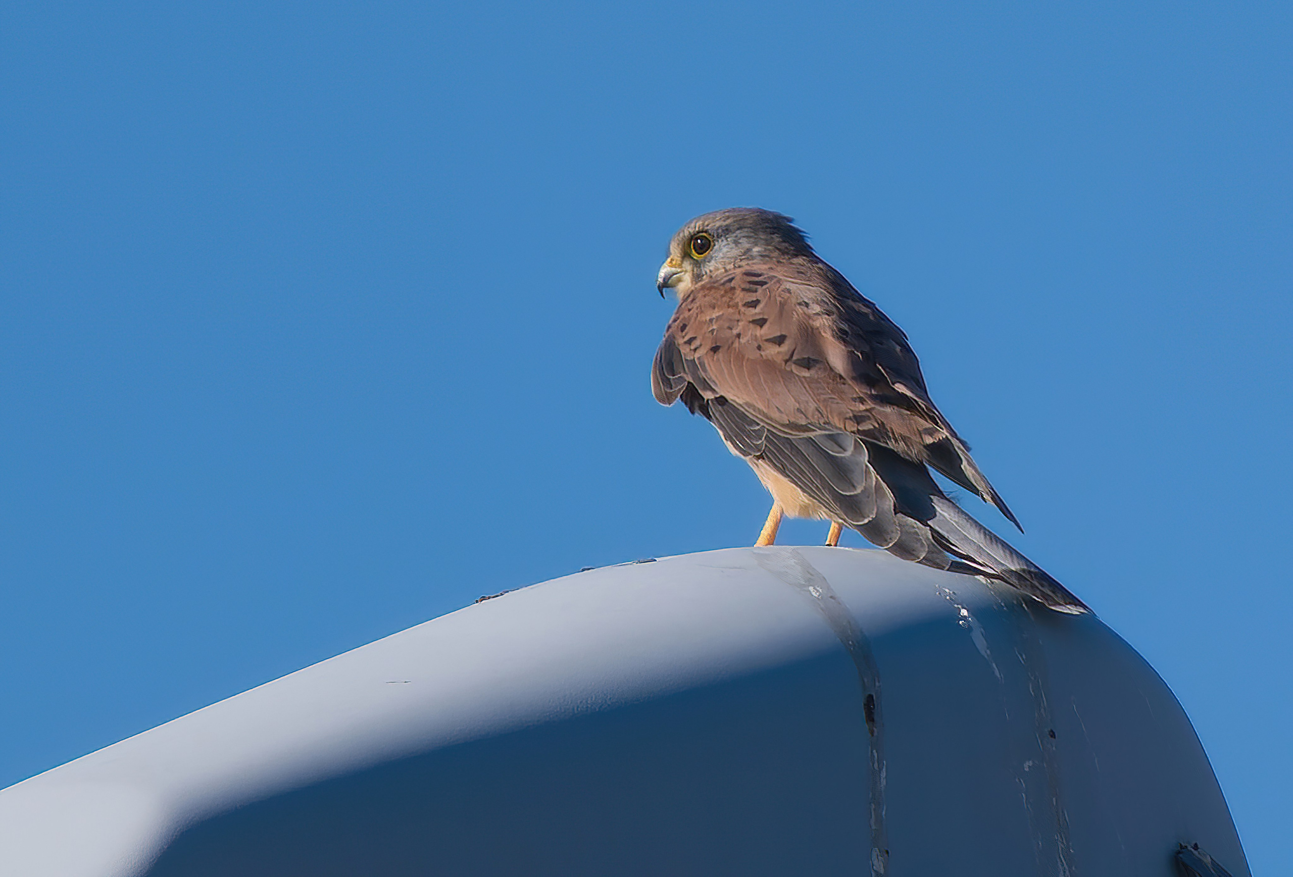 Птицы и животные. Oles Paritskiy