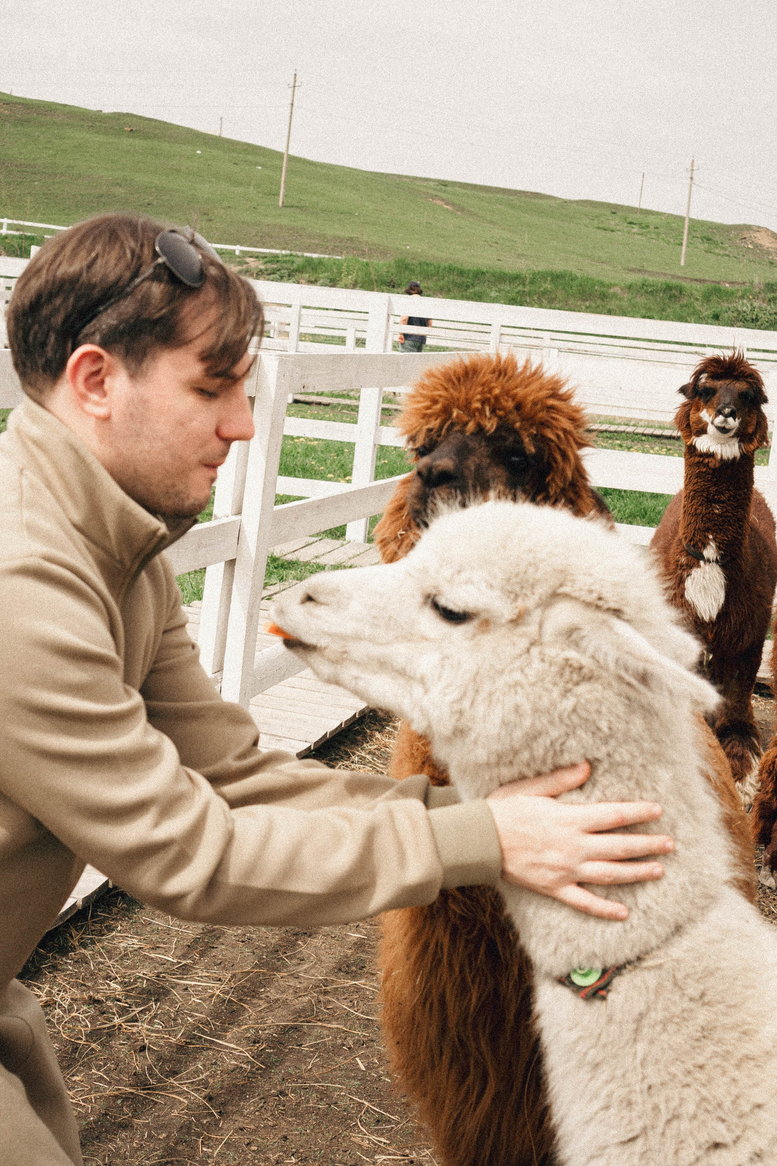 Ферма Альпак. Профессиональный фотограф, Санкт-Петербург — Виктория Богомолова