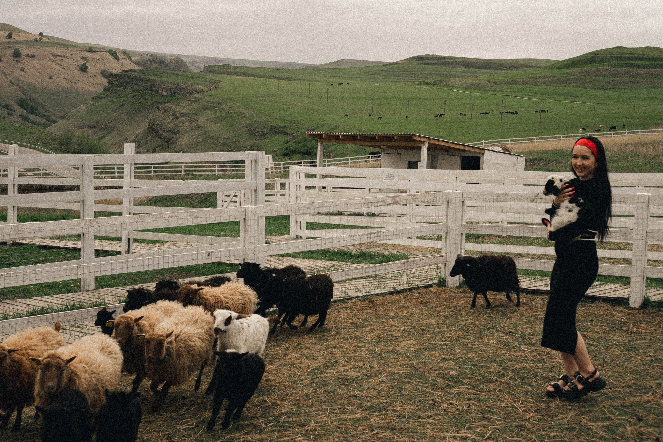 Ферма Альпак. Профессиональный фотограф, Санкт-Петербург — Виктория Богомолова