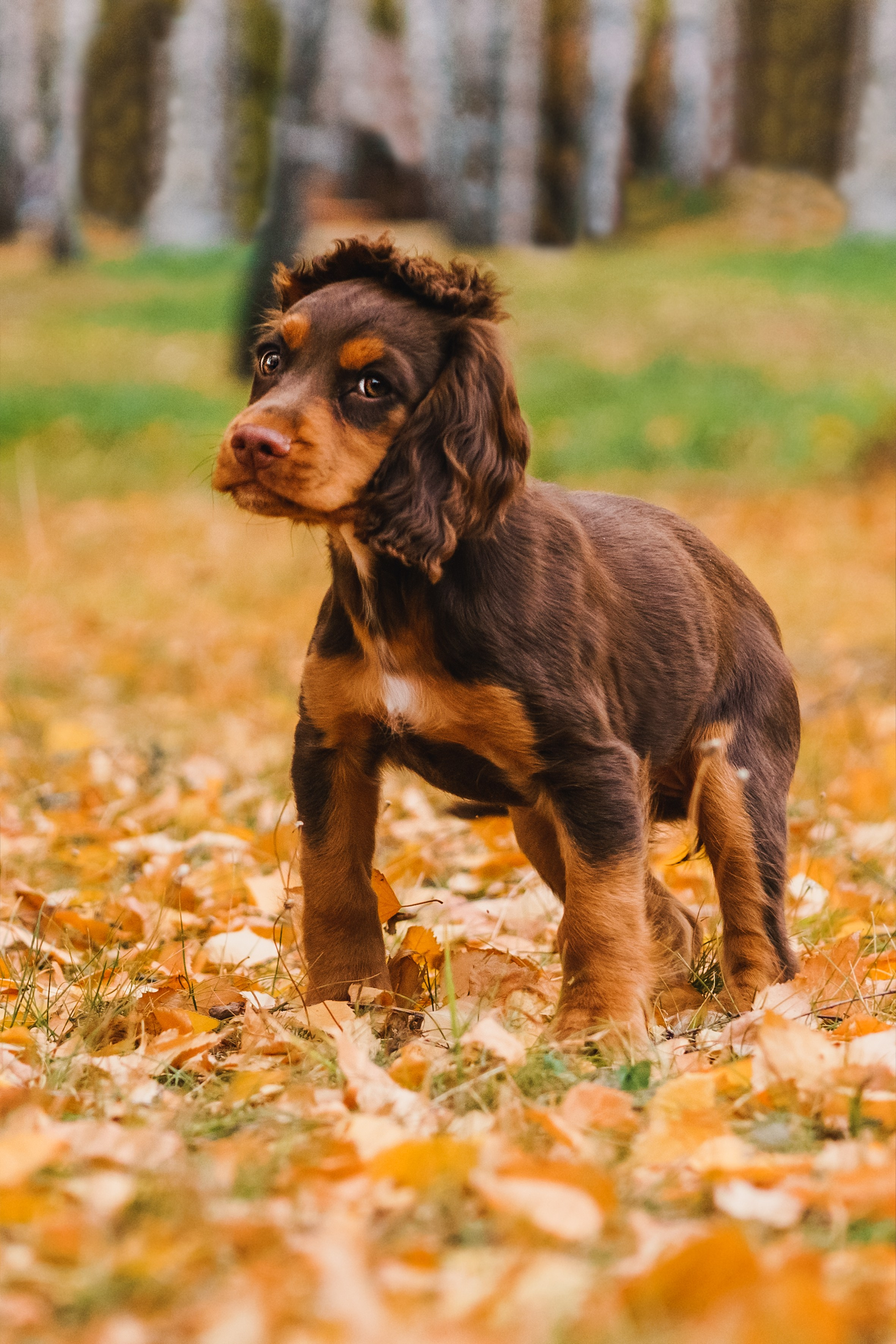 Life with dog. Saamill