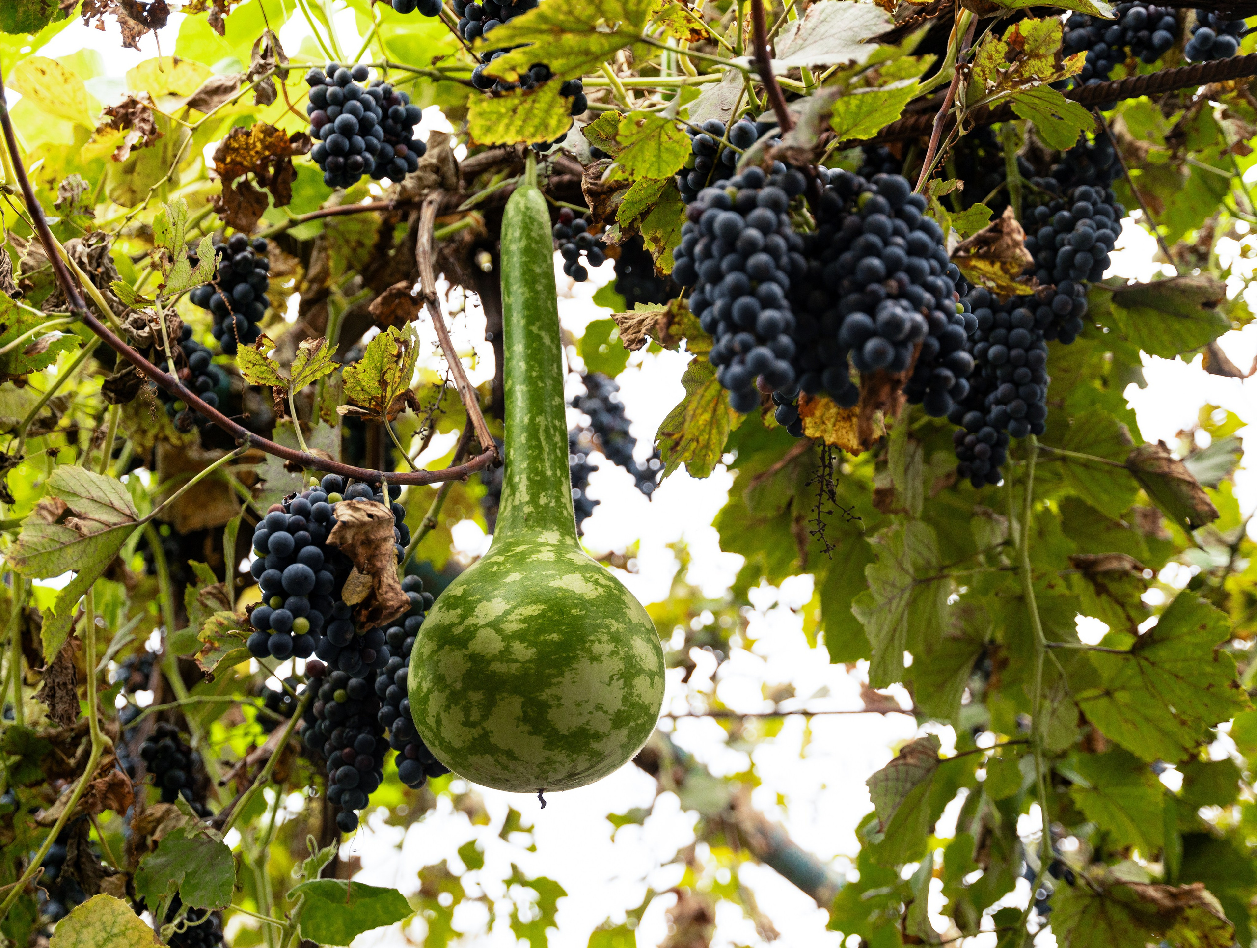 ГРУЗИЯ. ПОБУДЬ ЗДЕСЬ И ЦЕЛЕЕ БУДЕТ ЭТОТ МИР