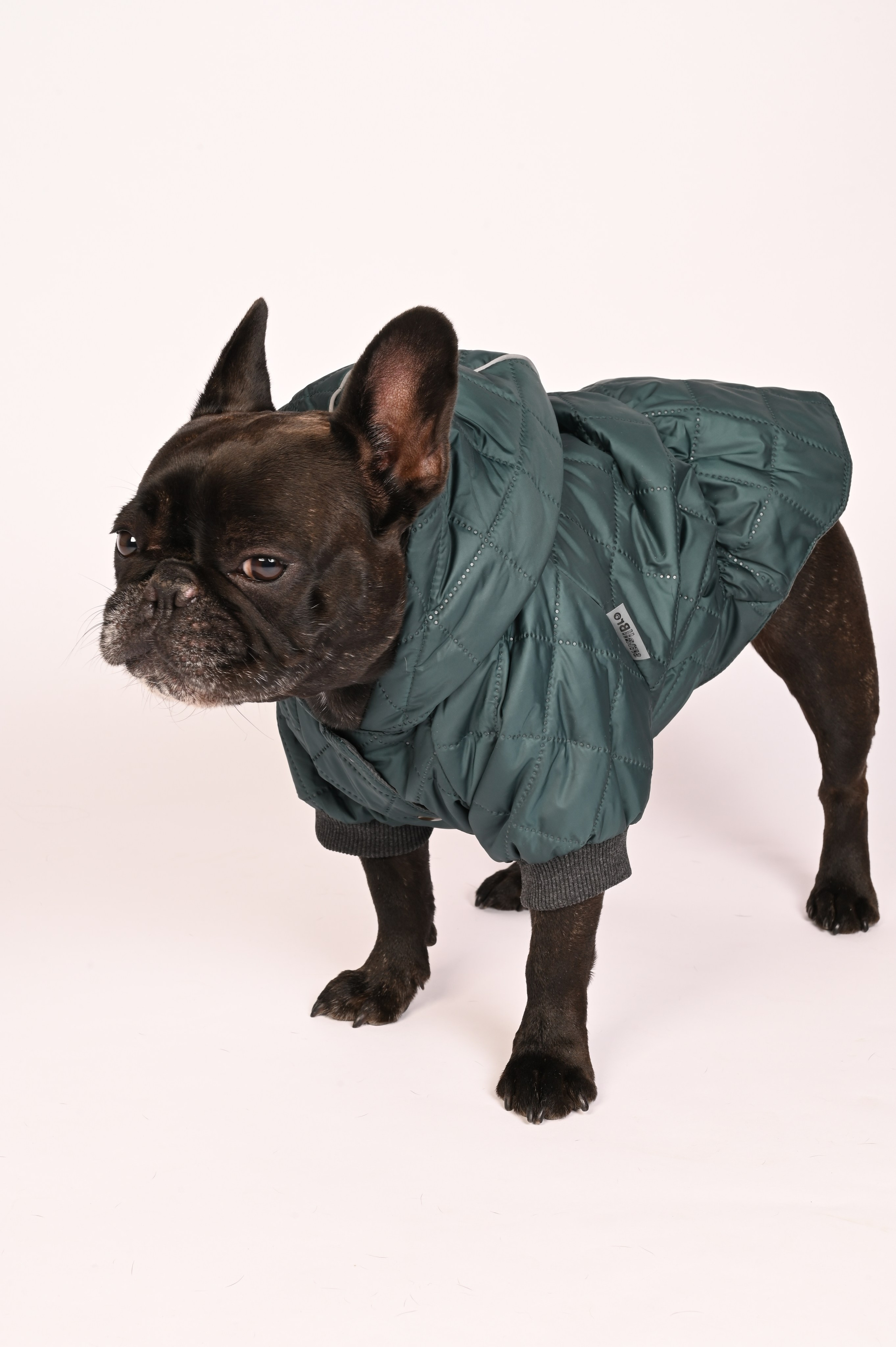 Одежда для собак. Семейный и детский фотограф во Фрязино, Ивантеевке и Щелково Матвеева