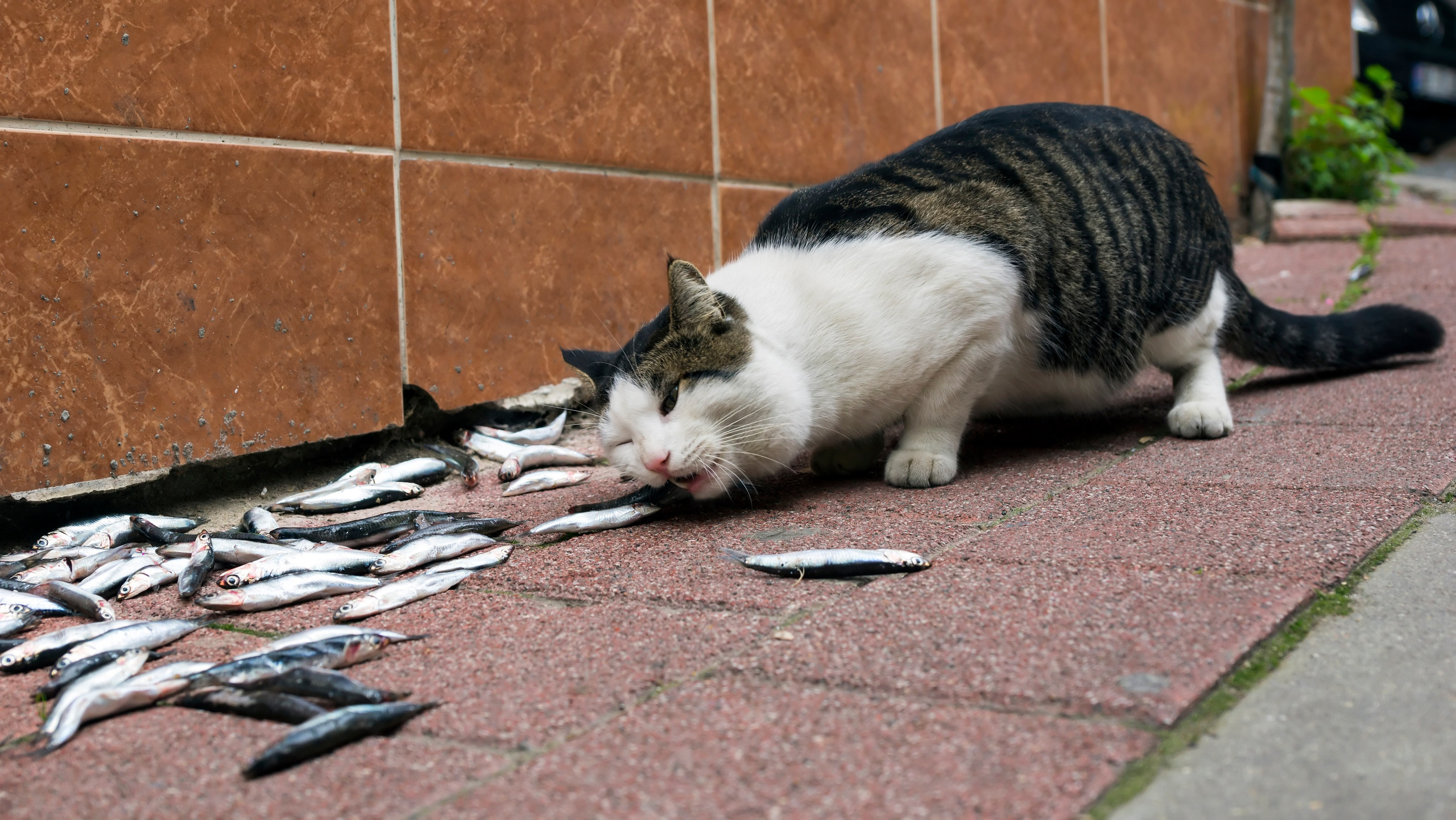 Стамбульские кошки. Фотограф-путешественник Самойлов Максим «Sly Fox»