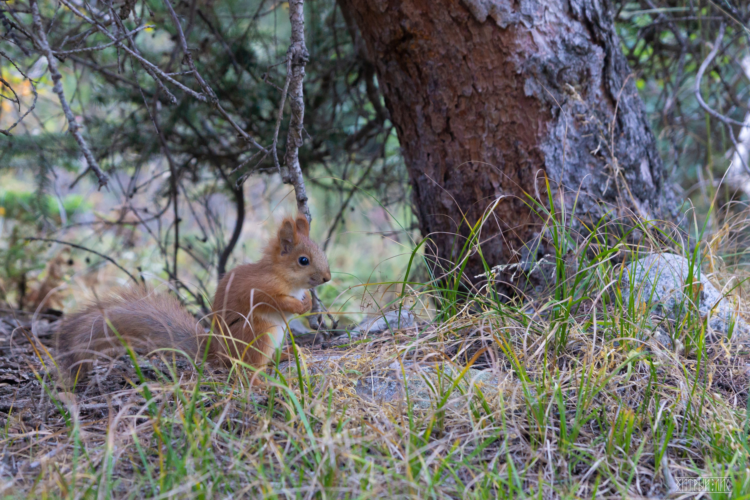 Киргизия. Фотограф-путешественник Самойлов Максим «Sly Fox»