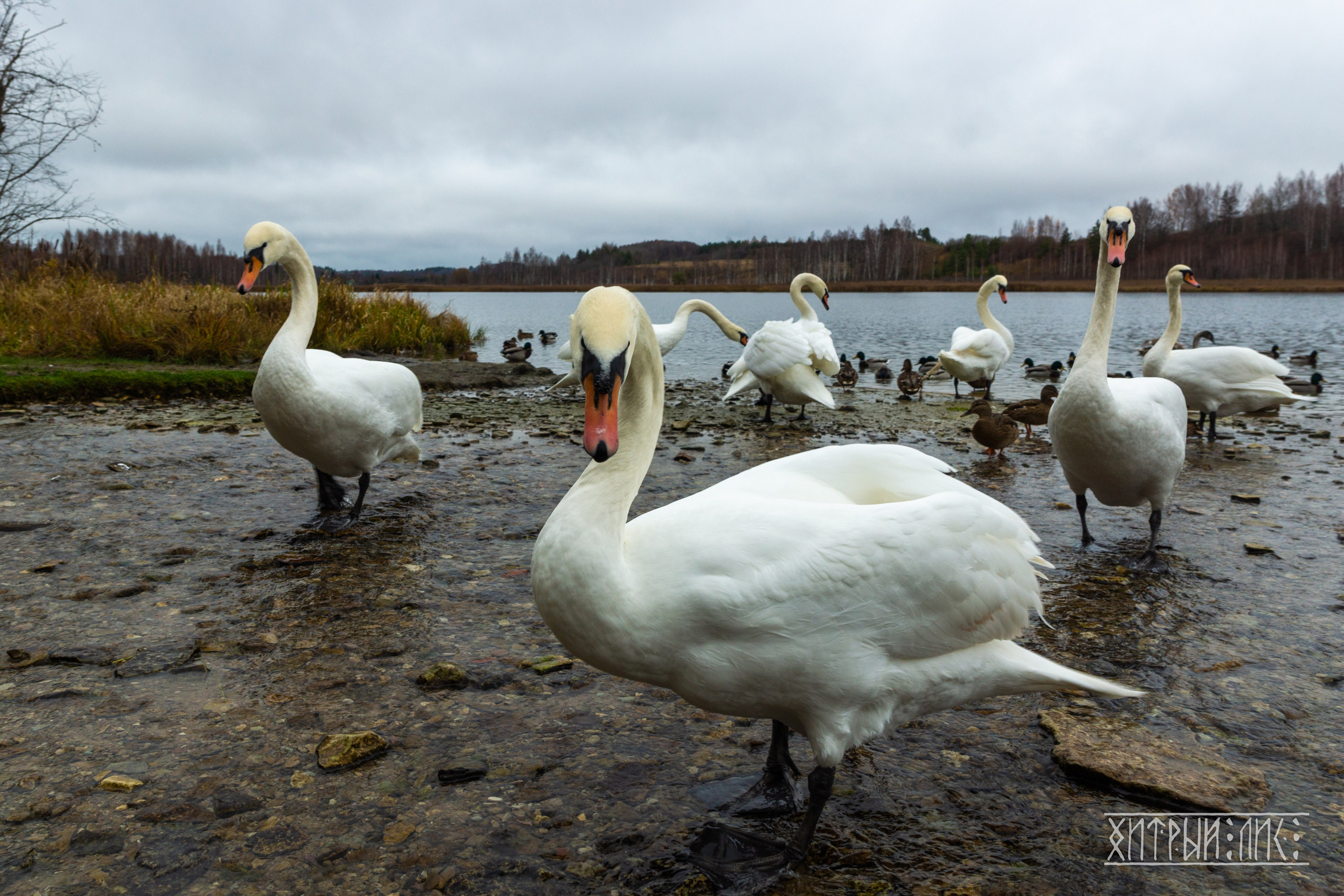Изборск- Печоры-Псков-Новгород-Торжок. Фотограф-путешественник Самойлов Максим «Sly Fox»