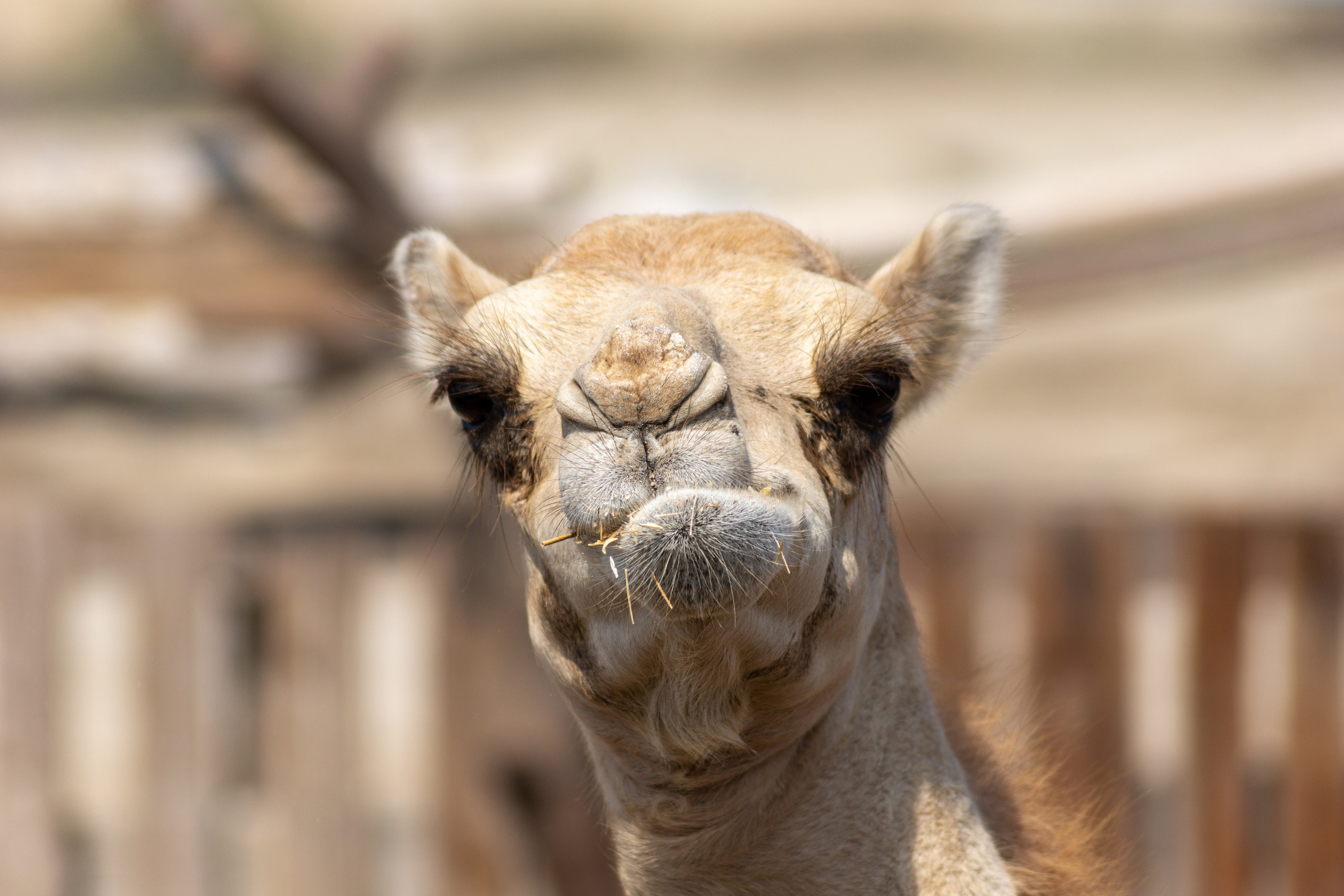 Иран. Фотограф-путешественник Самойлов Максим «Sly Fox»