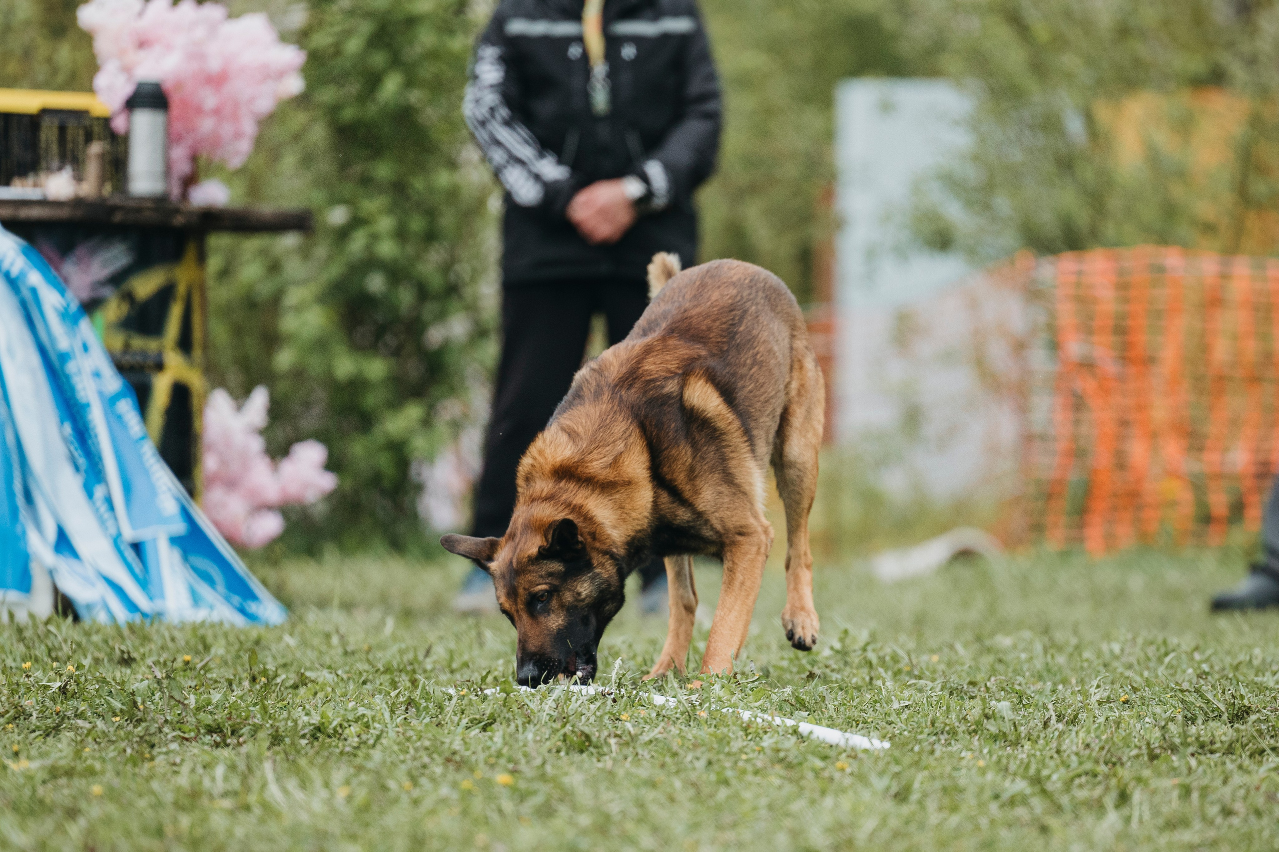 26.05.25 г. Пушкин квалификационные соревнования. Фотограф-анималист Анна Маринич