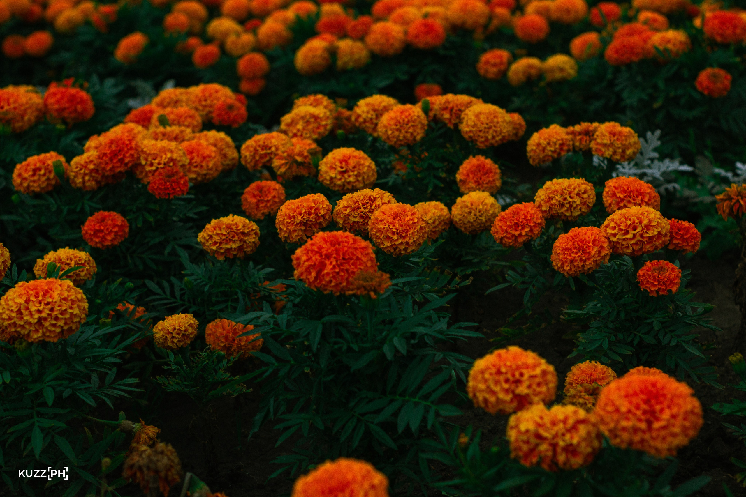 27.07.2024 | Красноярск. Kuznetsov | Фотограф в Красноярске