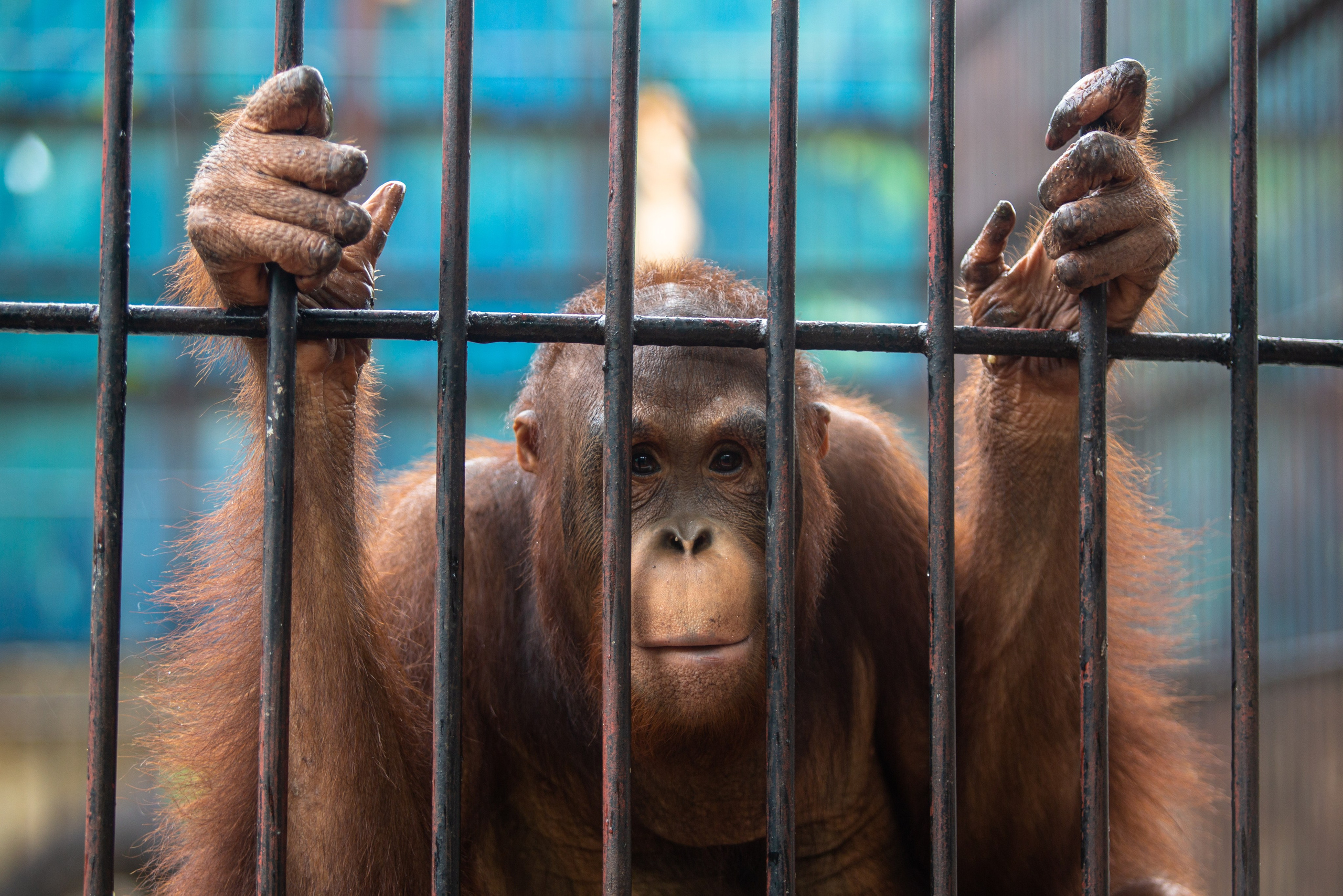 Samut Prakan Crocodile Farm & Zoo. Photographer Sonkina Tatiana (Tanya Ash)