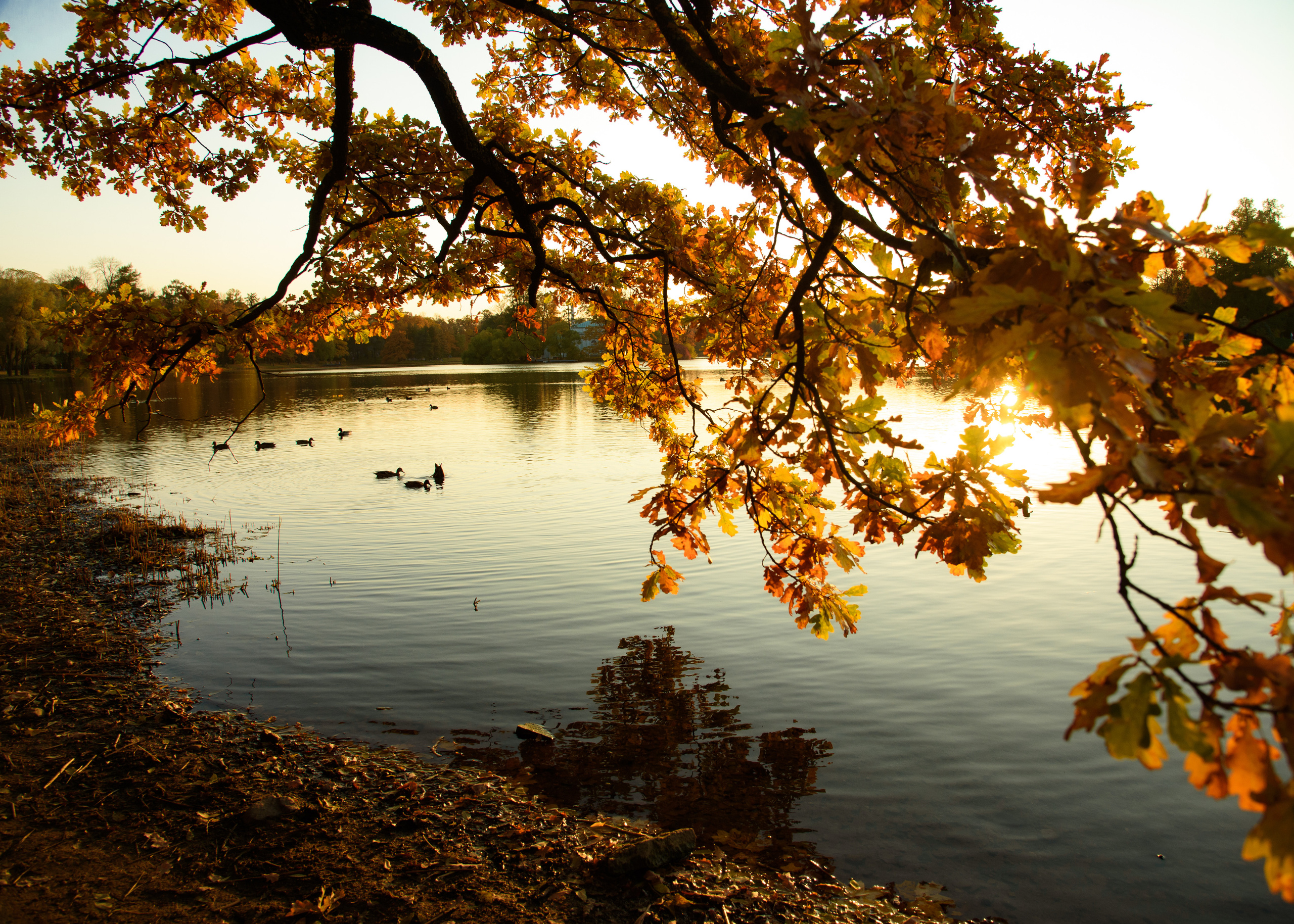 Оксана и Михаил. Портретный Семейный Fine-Art фотограф в Санкт-Петербурге Криулина