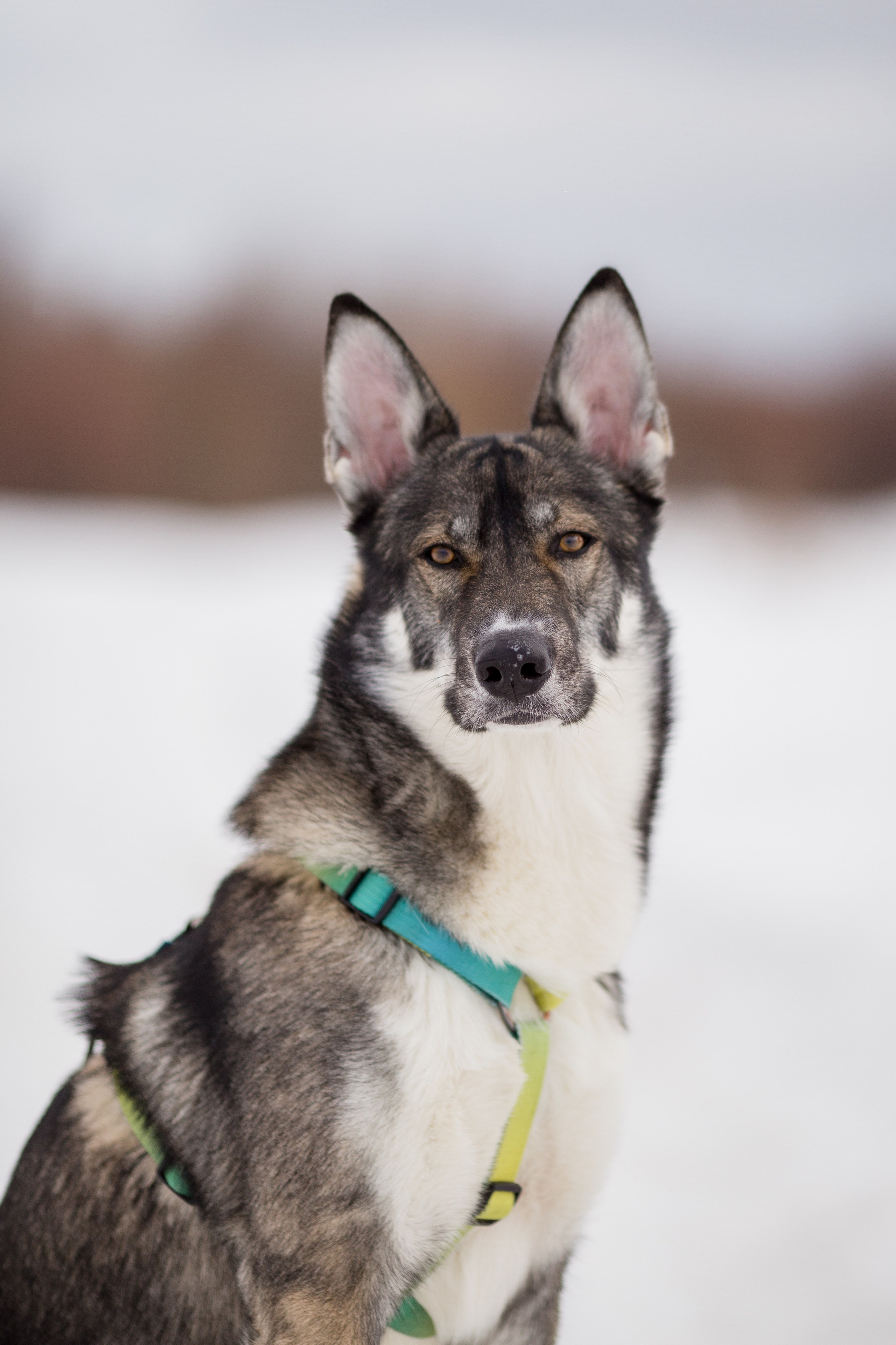 Фотосессия с собакой в Архангельске