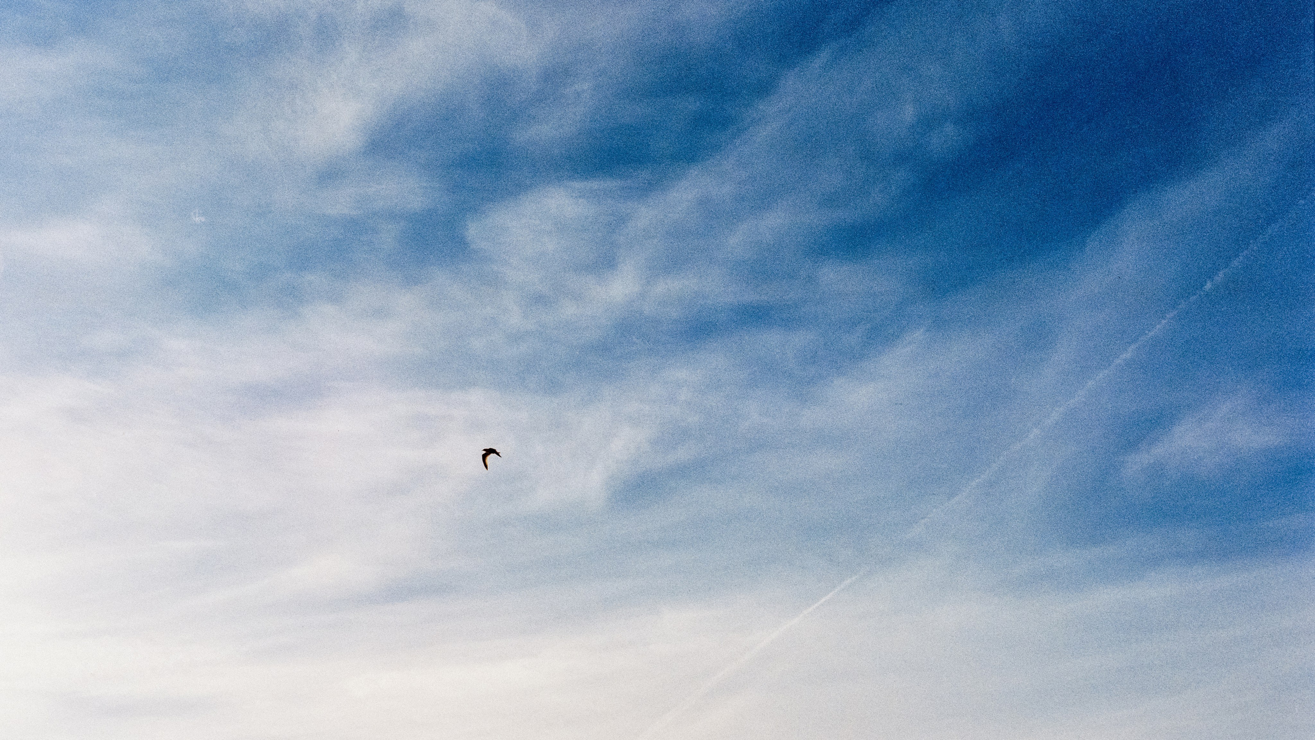 PRICE. ANNA — PHOTOGRAPHER