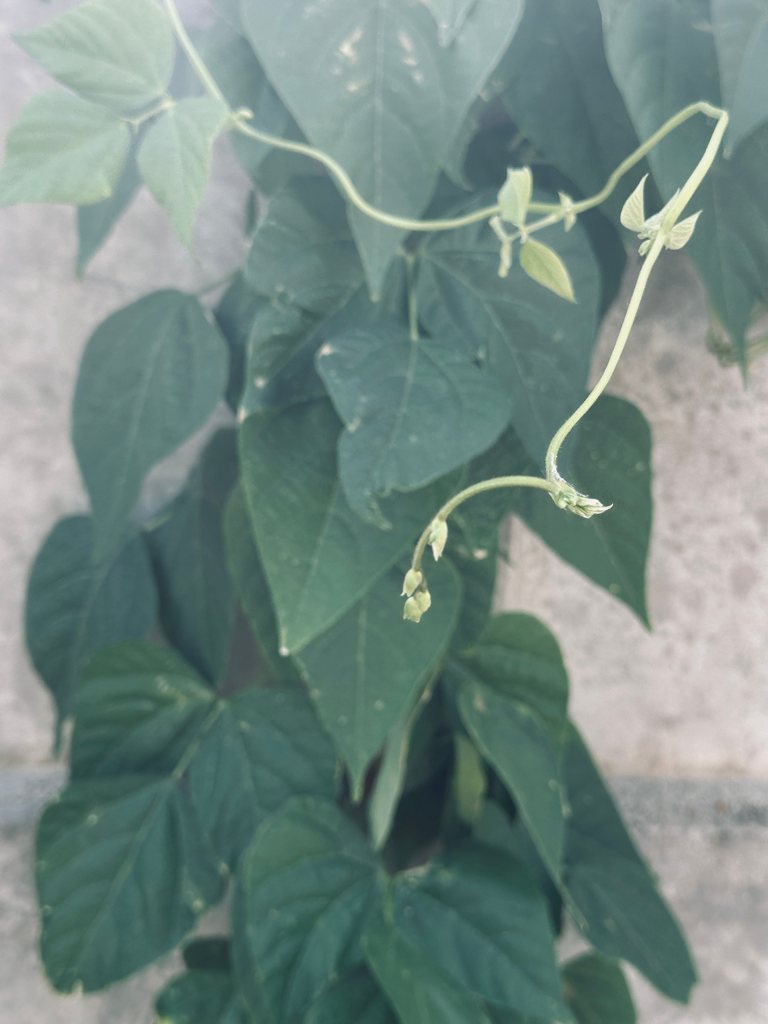 Макро любовь. Смотри, красота!