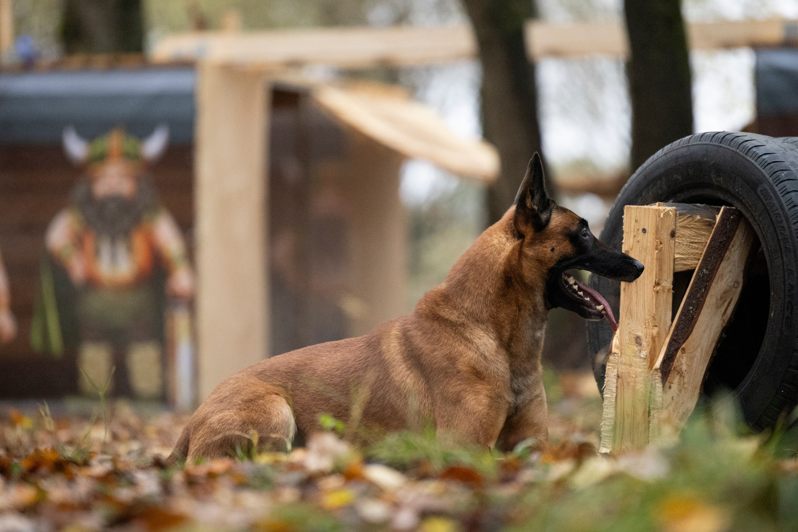 Соревнования по Мондьорингу г. Вологда. Фотограф-анималист Анна Маринич