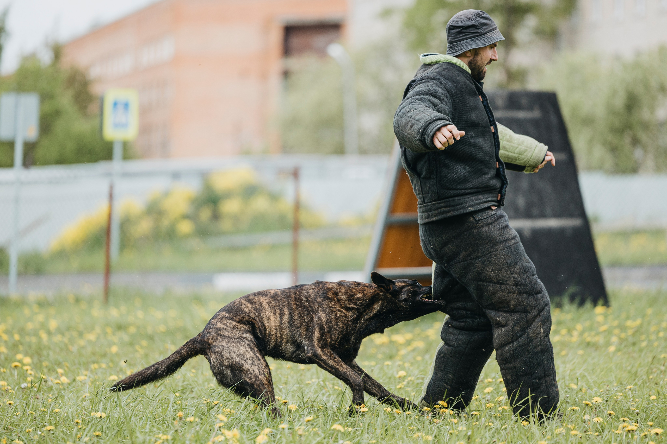 26.05.25 г. Пушкин квалификационные соревнования. Фотограф-анималист Анна Маринич