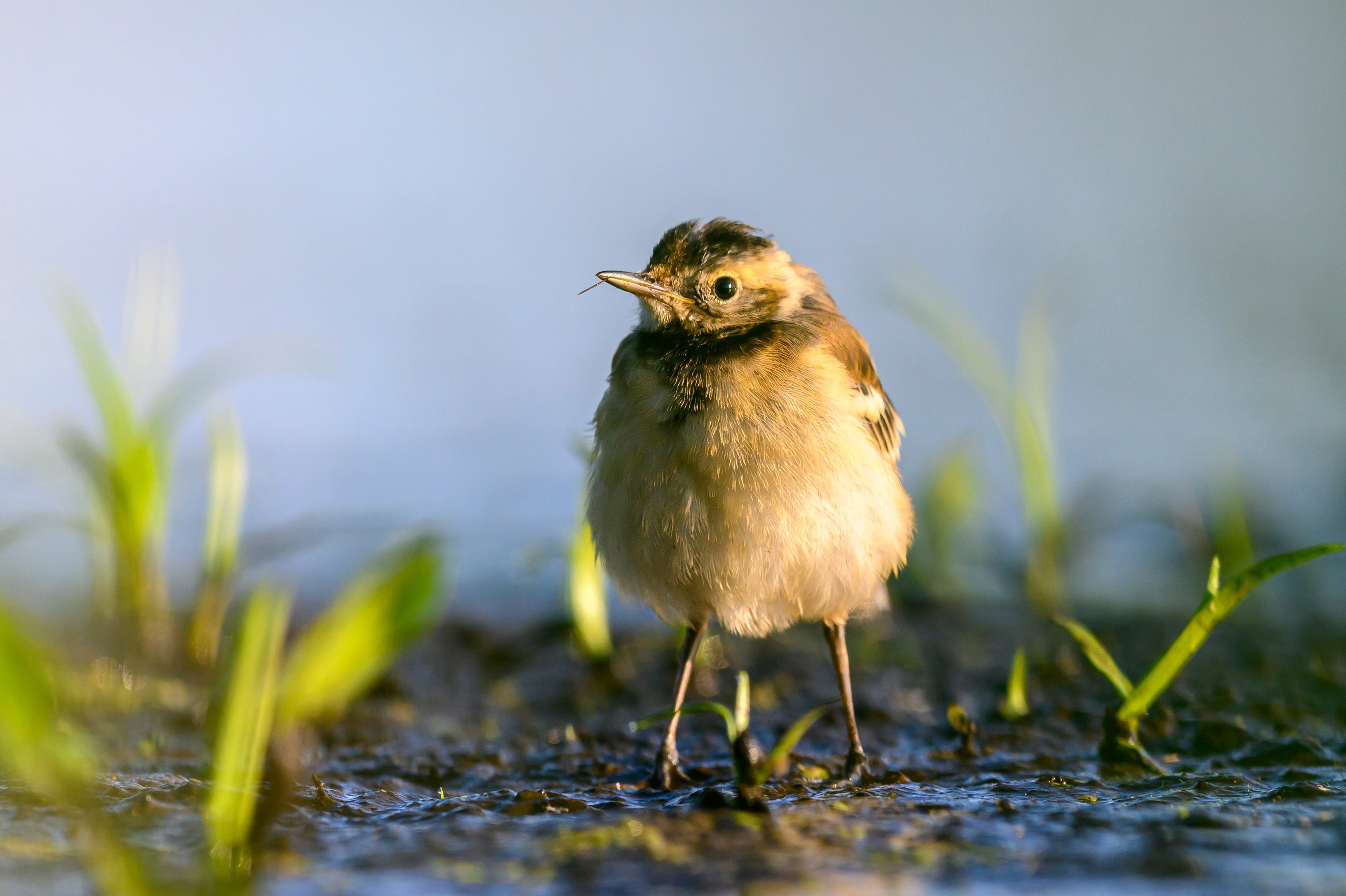 Птенец трясогузки, поручейник и фифи. Wildlife photography by Sergey Puponin