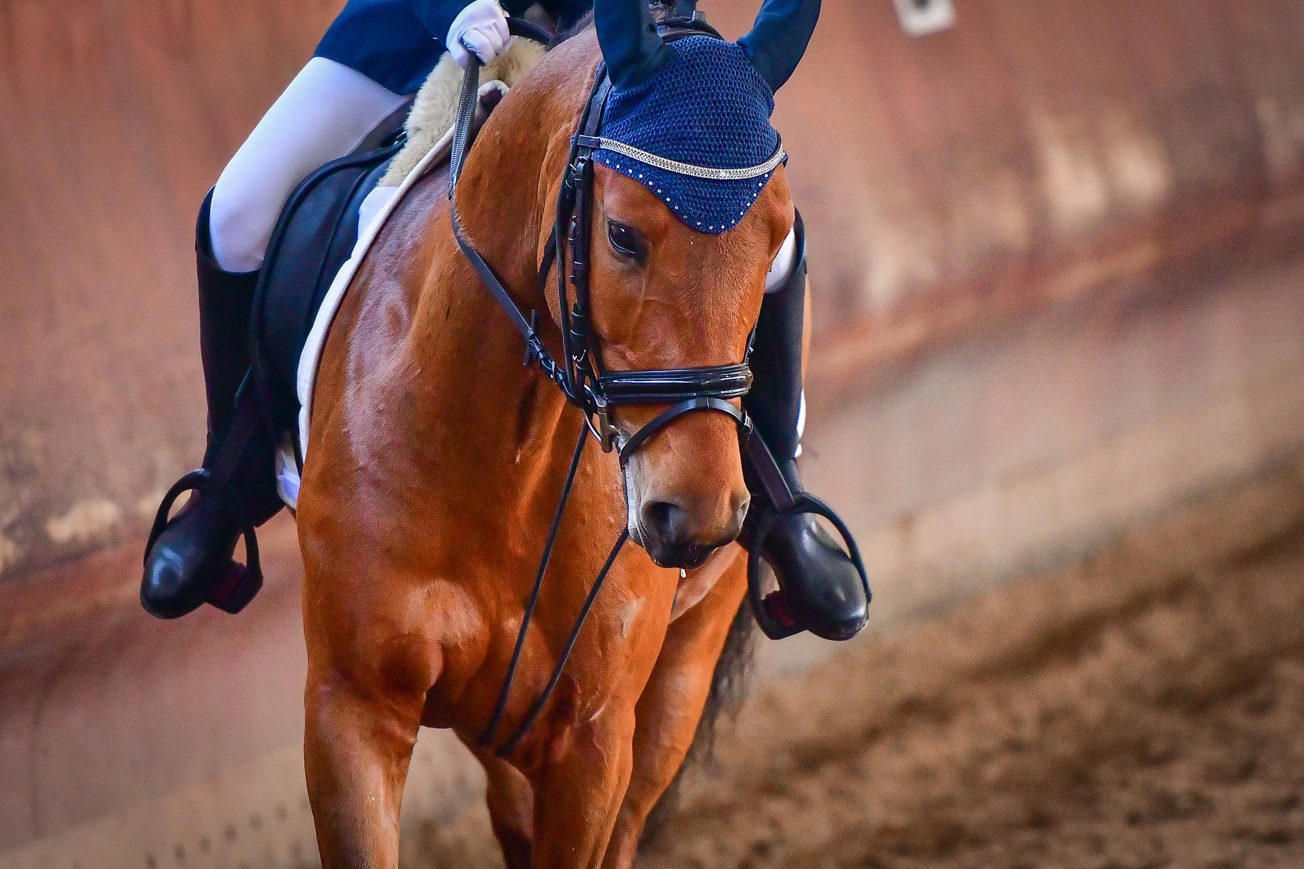 Отзывы. ТУРНИРНАЯ КОННАЯ ФОТОГРАФИЯ, Руднева Ольга и Евгений Адеев