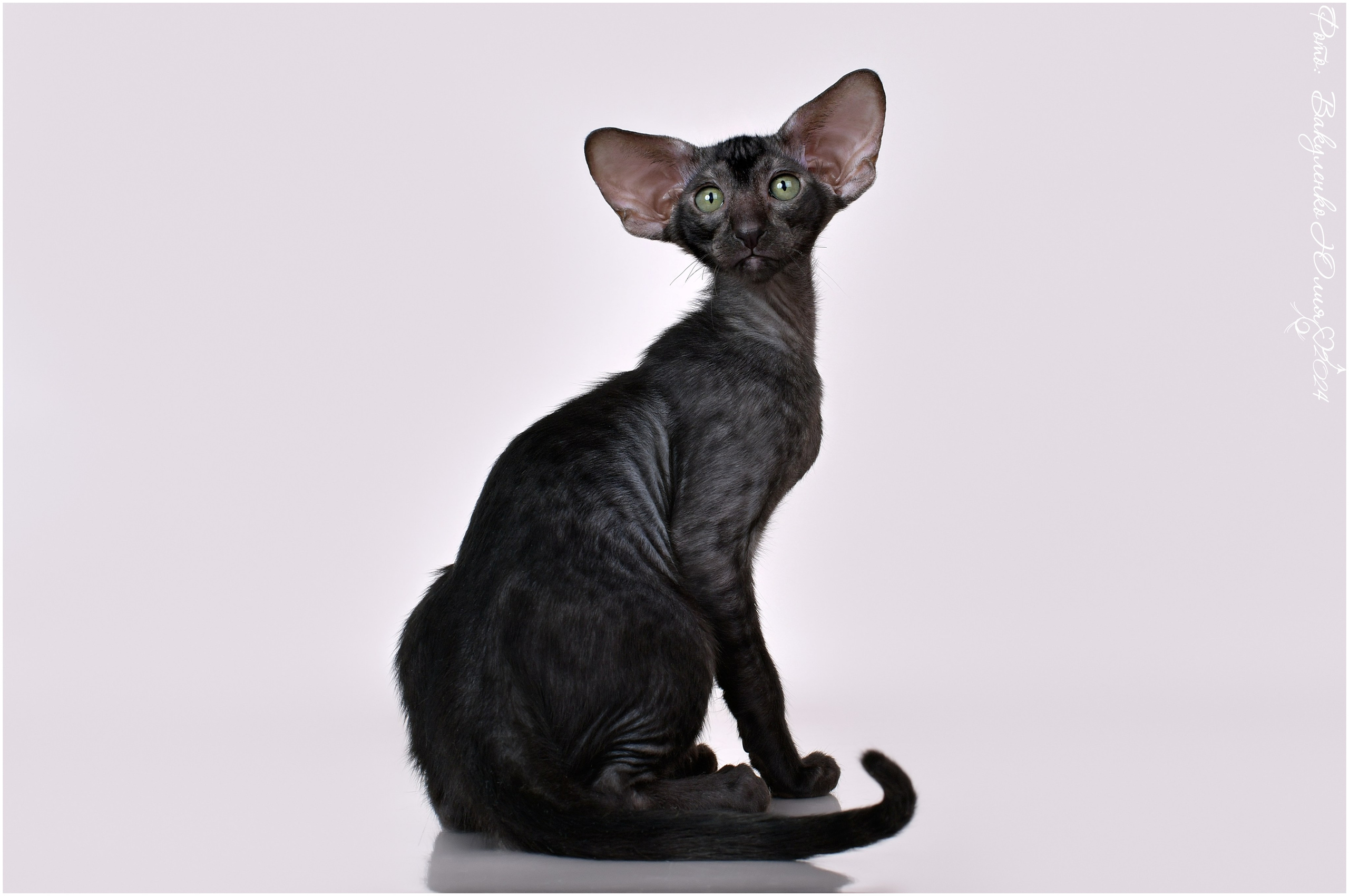 Котята. Фотограф анималист | семейный Юлия Вакуленко, г. Краснодар