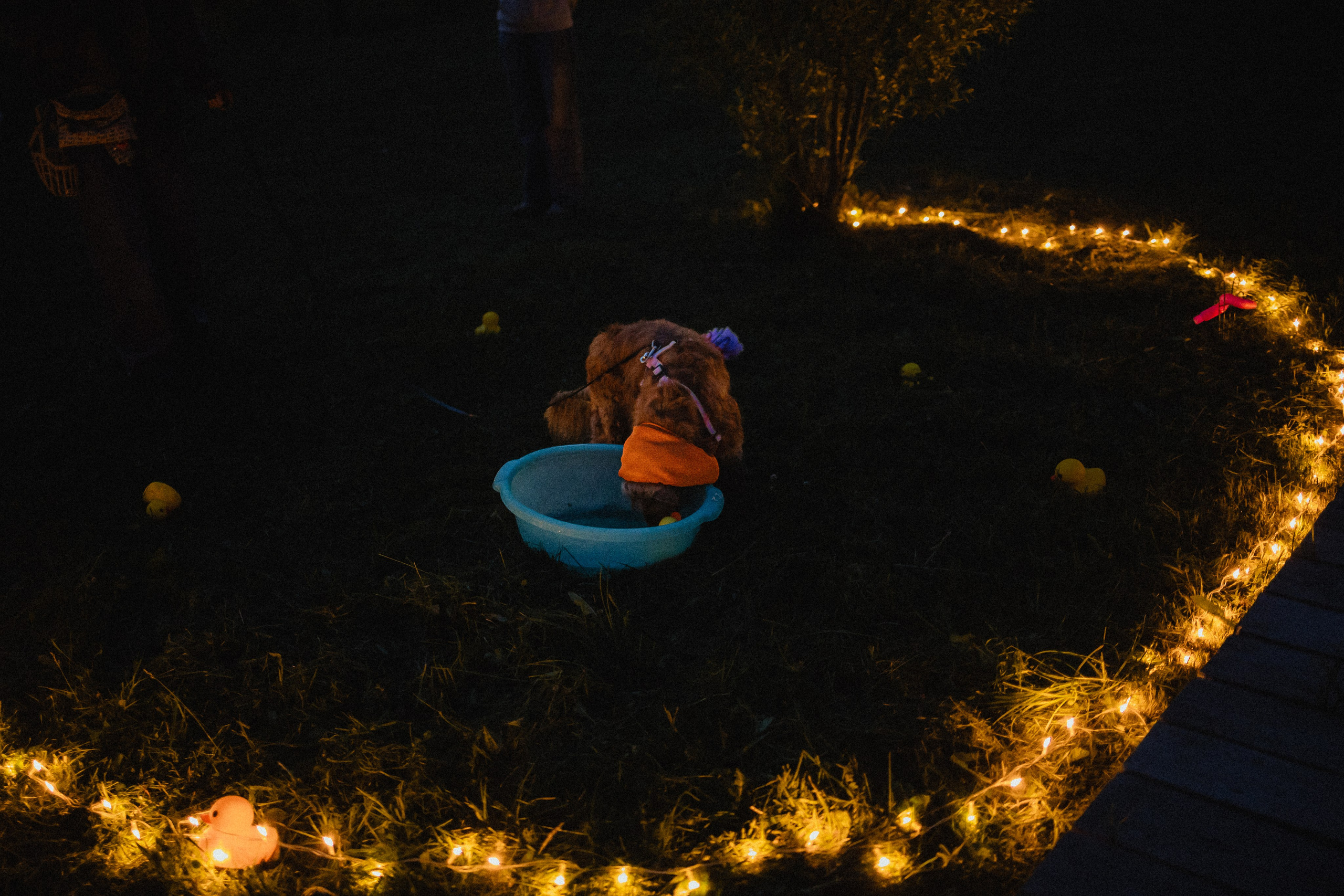 Выездной дог-тренинг от школы «Шерсть имею»