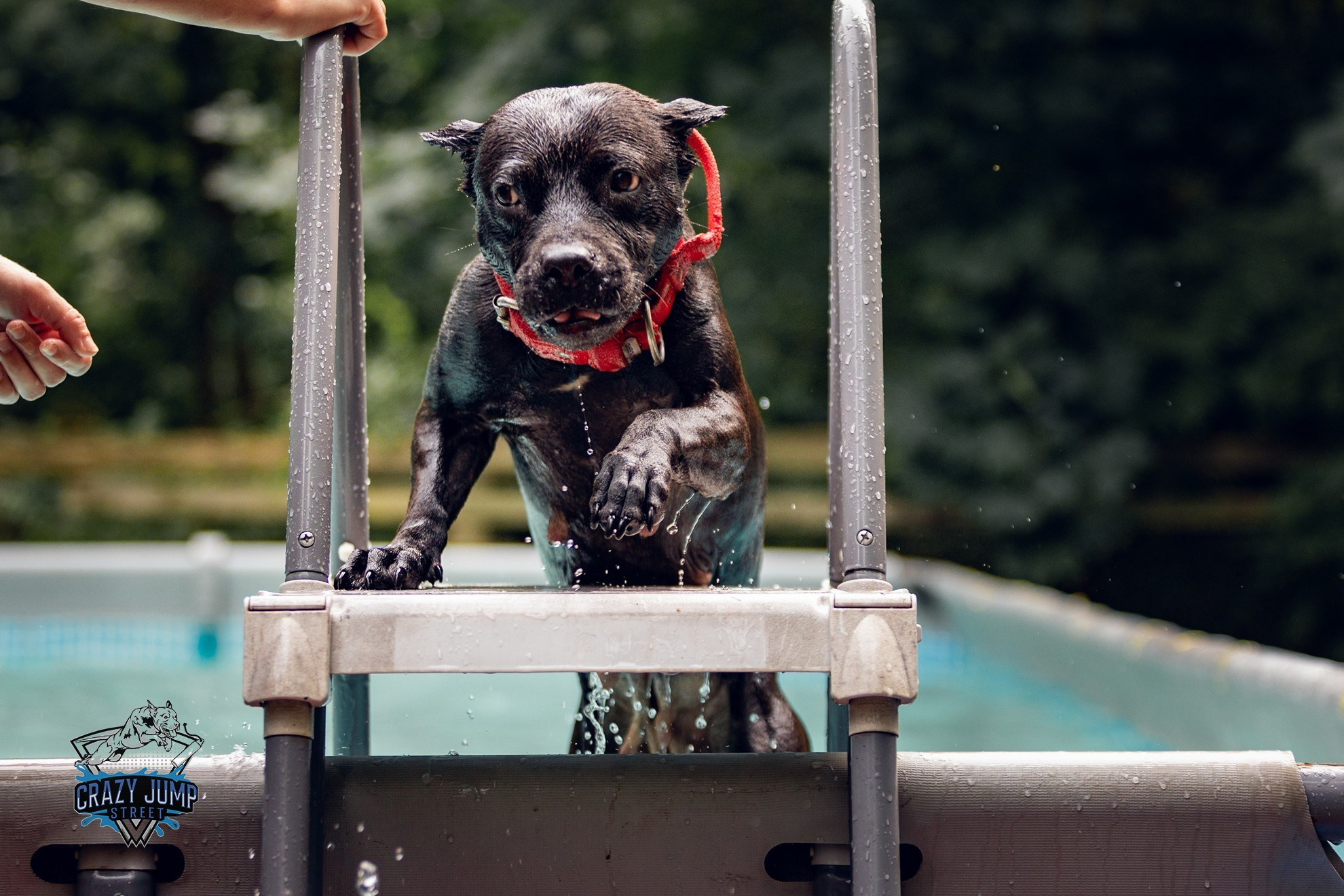 Собаки, спорт, Док дайвинг. Свадебный и репортажный фотограф в Москве и Московской области