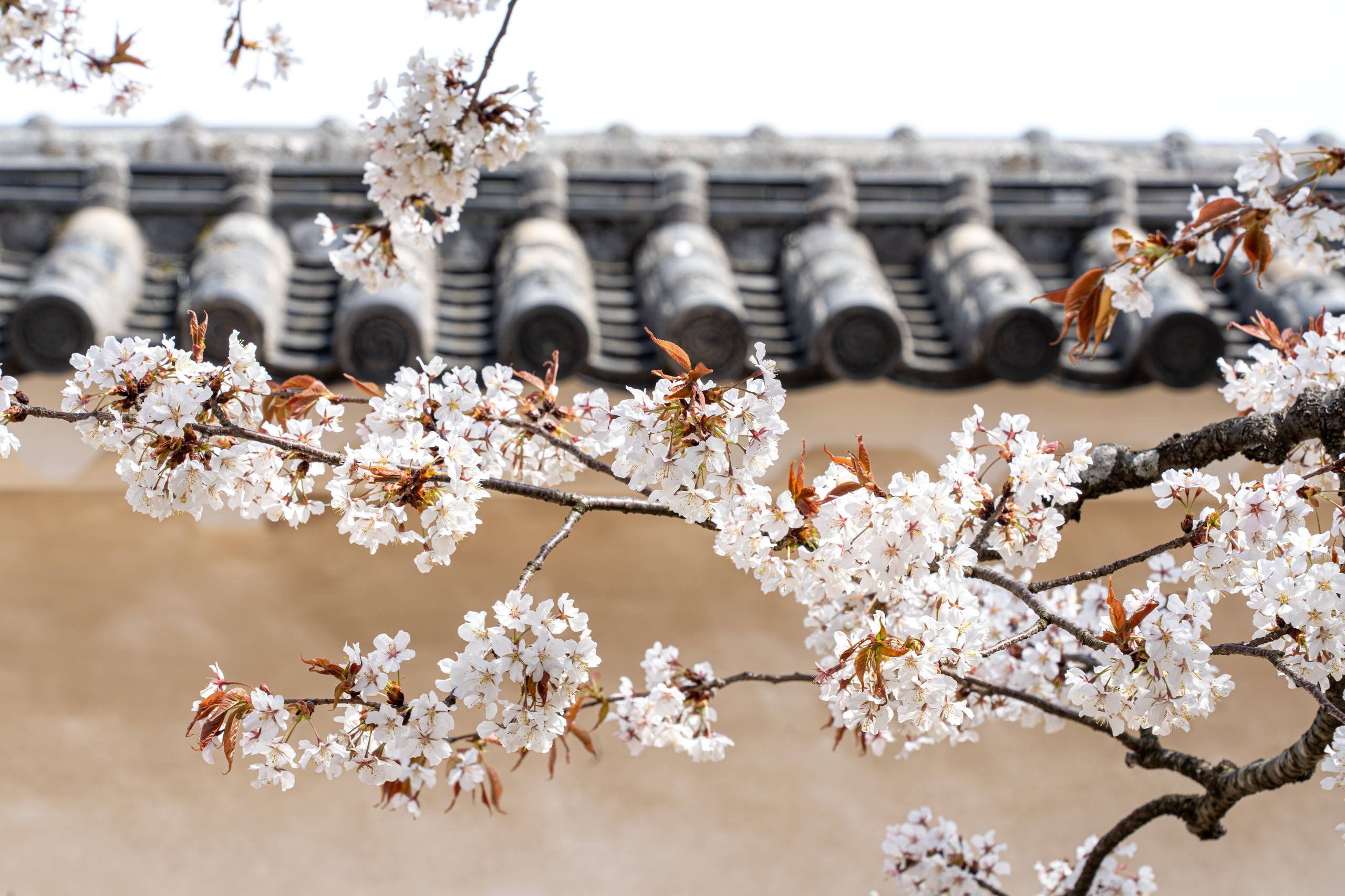 Япония, сакура. Творческие сьемки