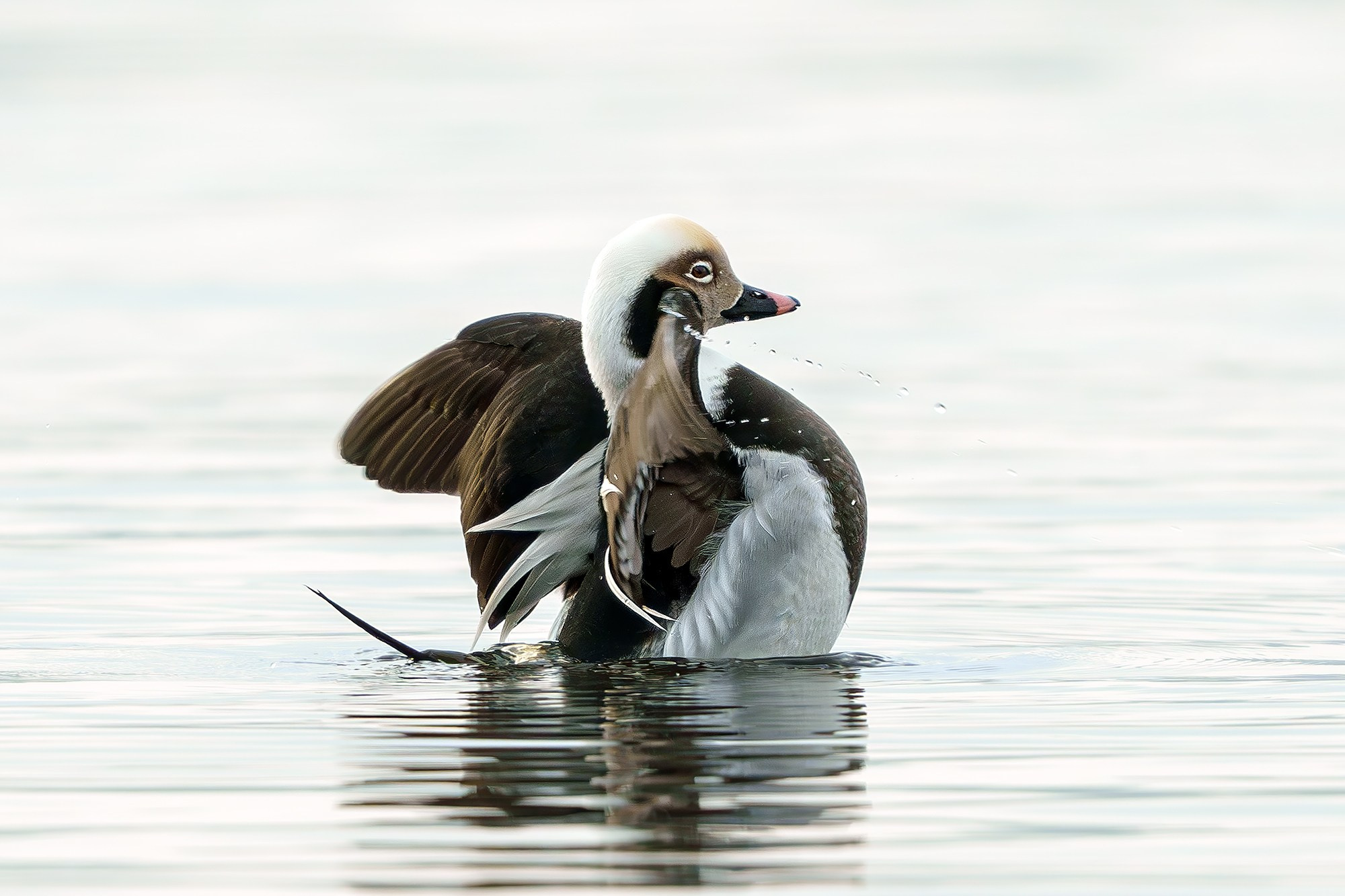 Удивительные мир птиц. Вокруг нас столько прекрасного — присмотритесь!. Ваш личный фотограф Марина Волкова