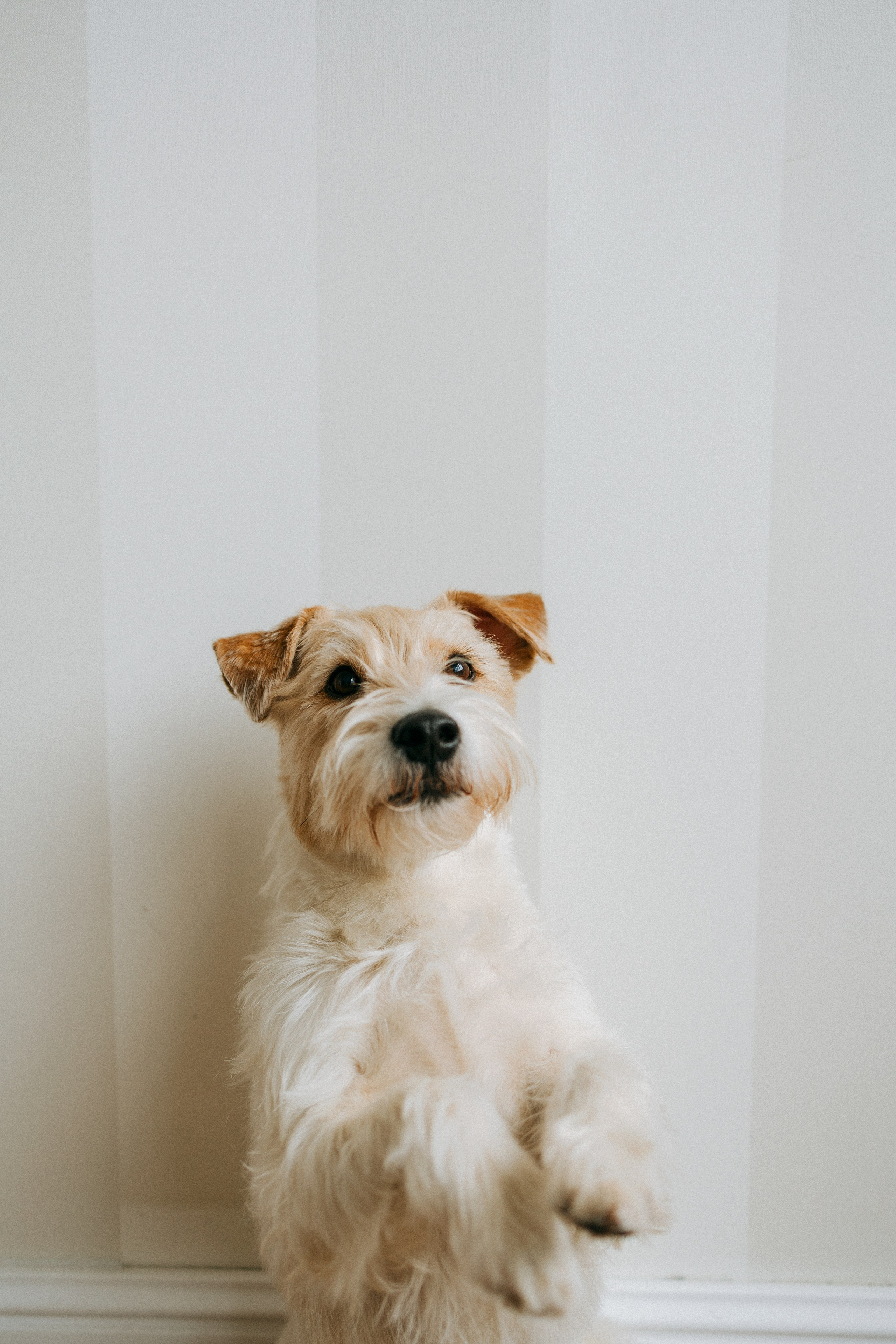 Цунами, Теон и Женя. Фотограф анималист Анастасия Пикей