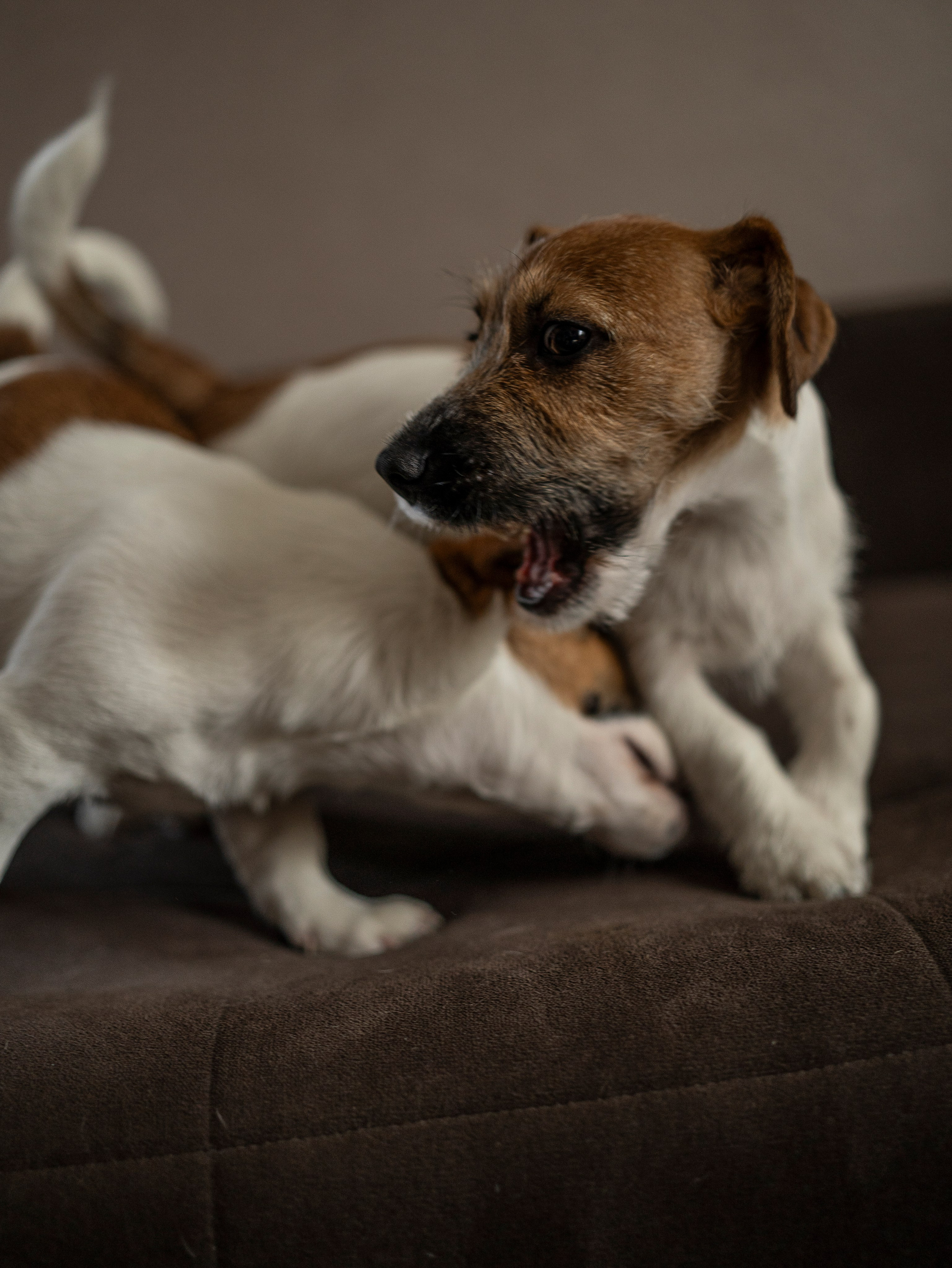 Ляля и Бандит Питомцы. Свадебный и Женский фотограф в г. Кемерово