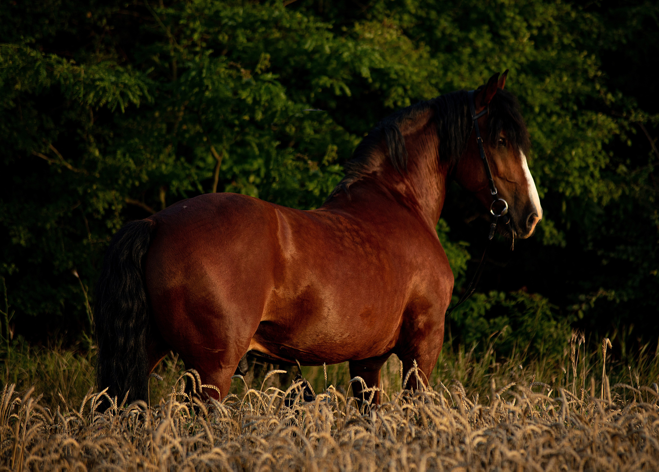 Лошади на свободе. Конный и театральный фотограф Анапа