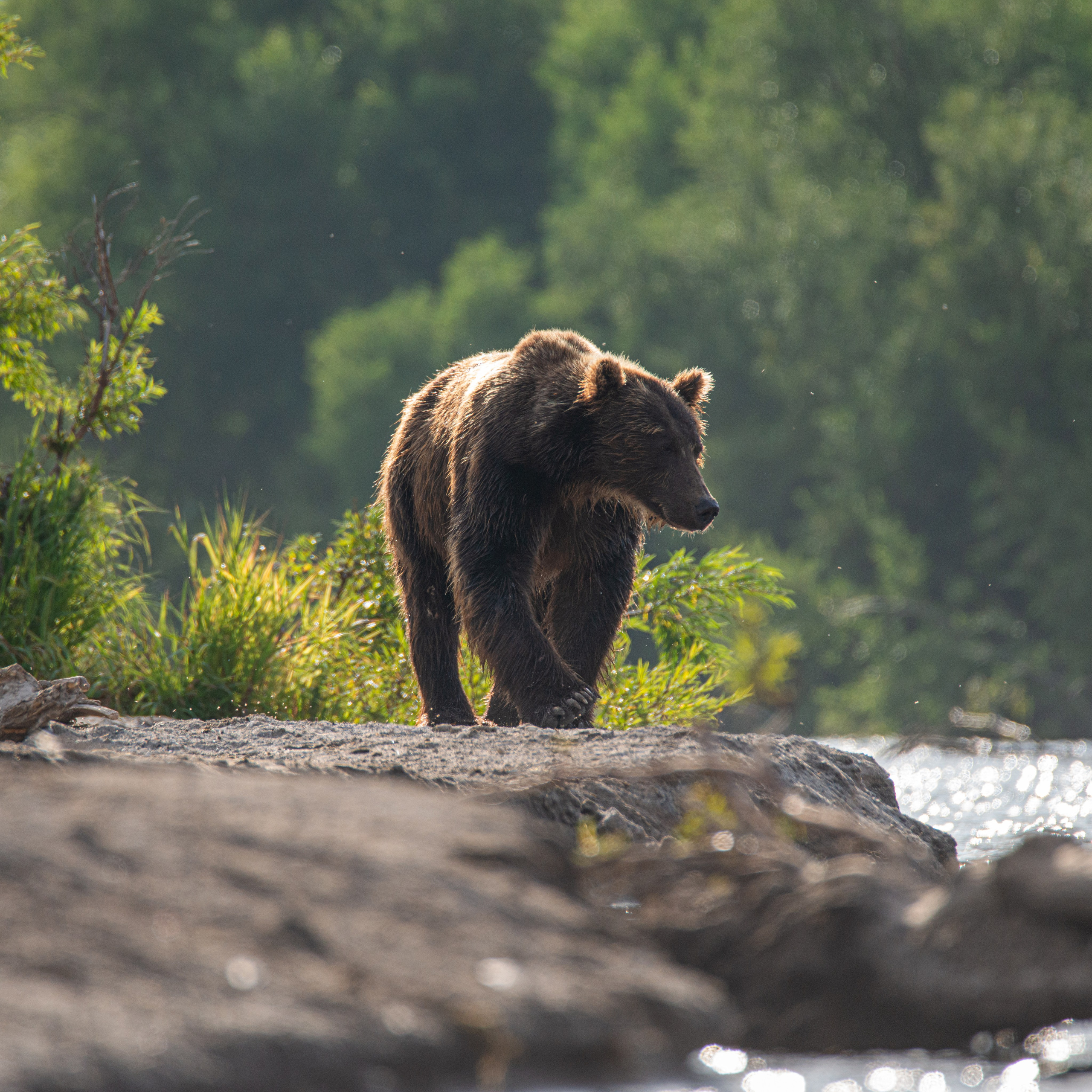 Камчатка — земля медведей. Игорь Иванко — Репортажный и событийный фотограф. Москва