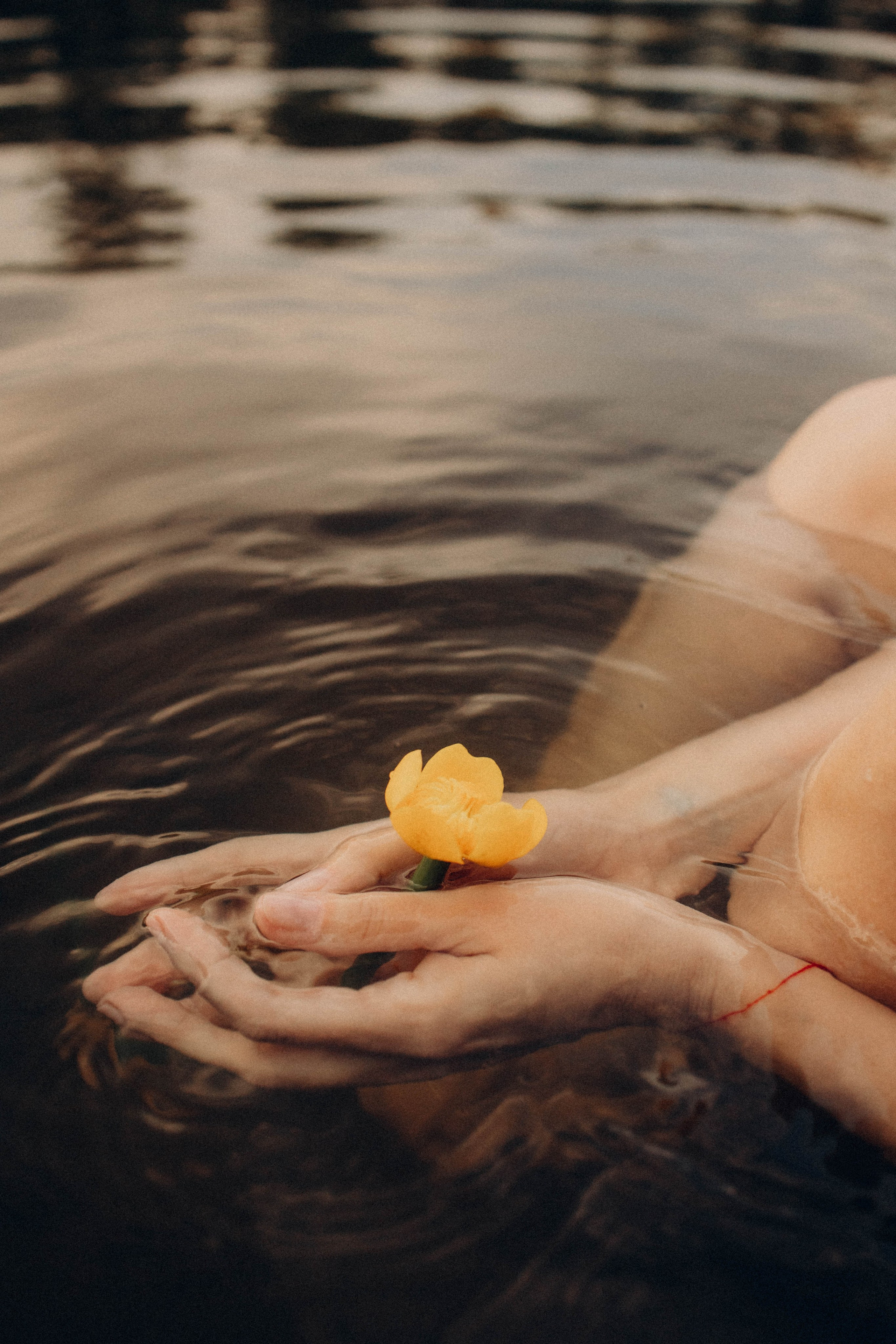 Кувшинки. Главная