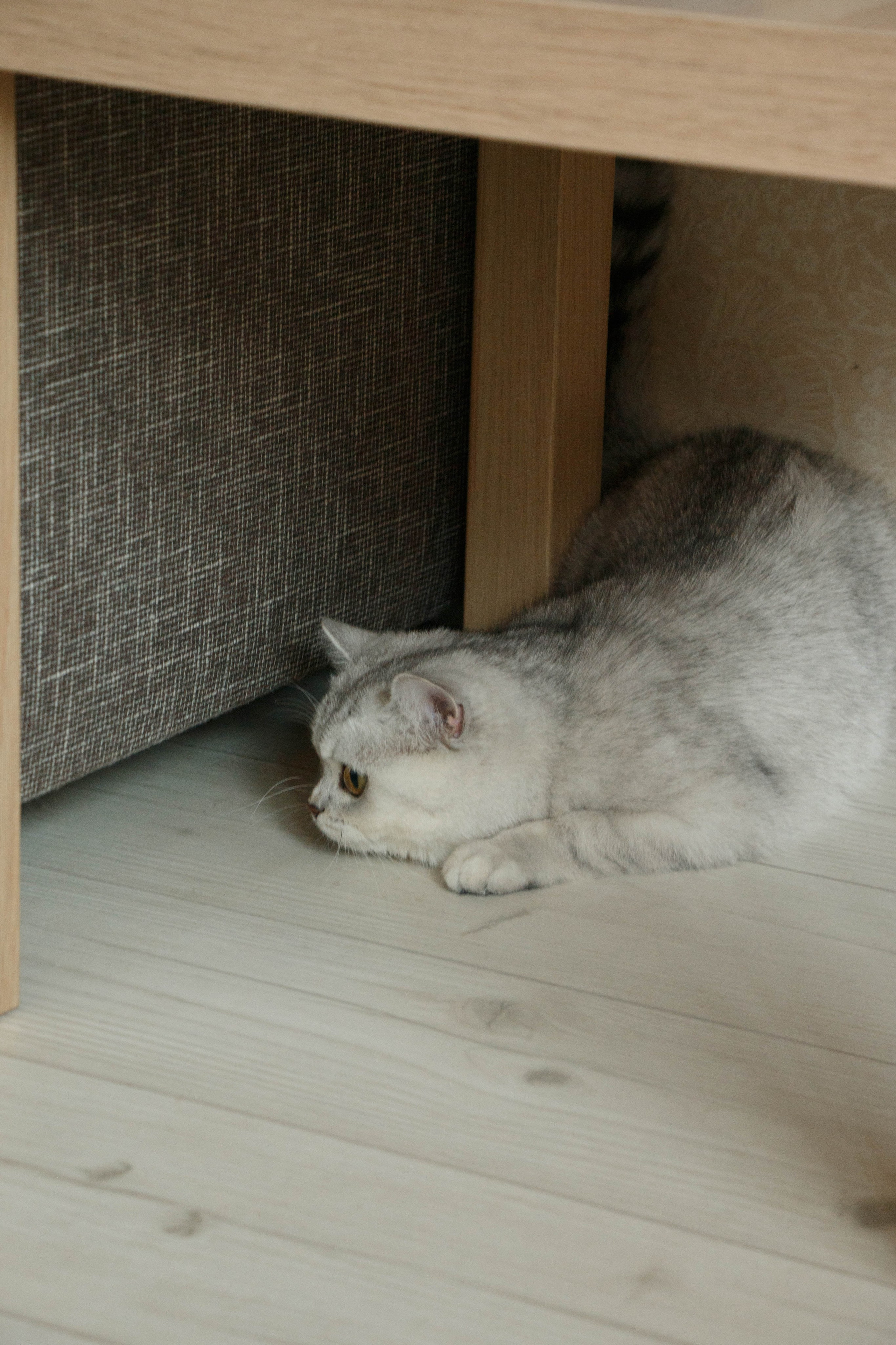 NASTYA & KITTI. Бережно сохраняю ваши чувства и истории на своих фотографиях