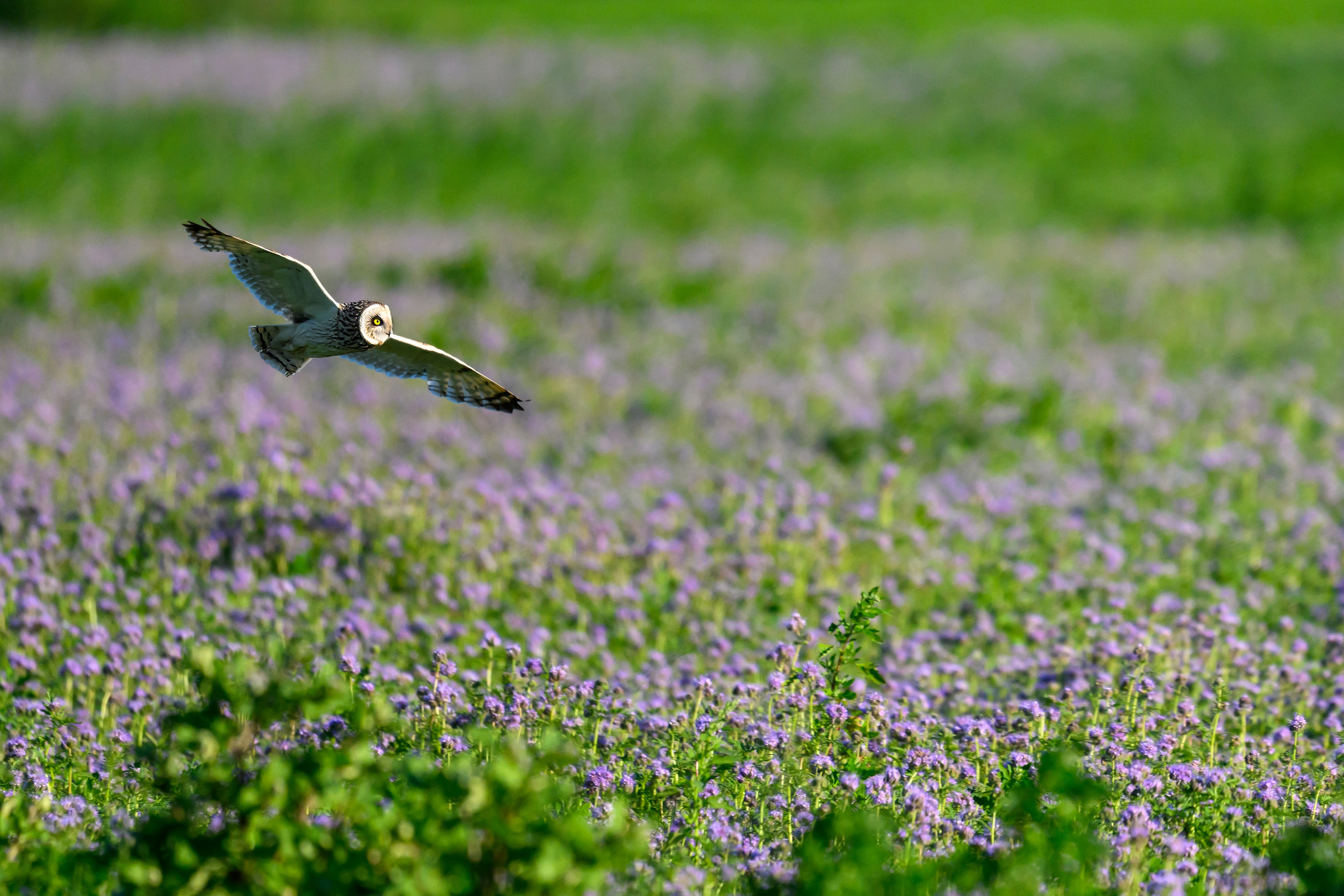 Охота совы. Фотограф Сергей Пупонин