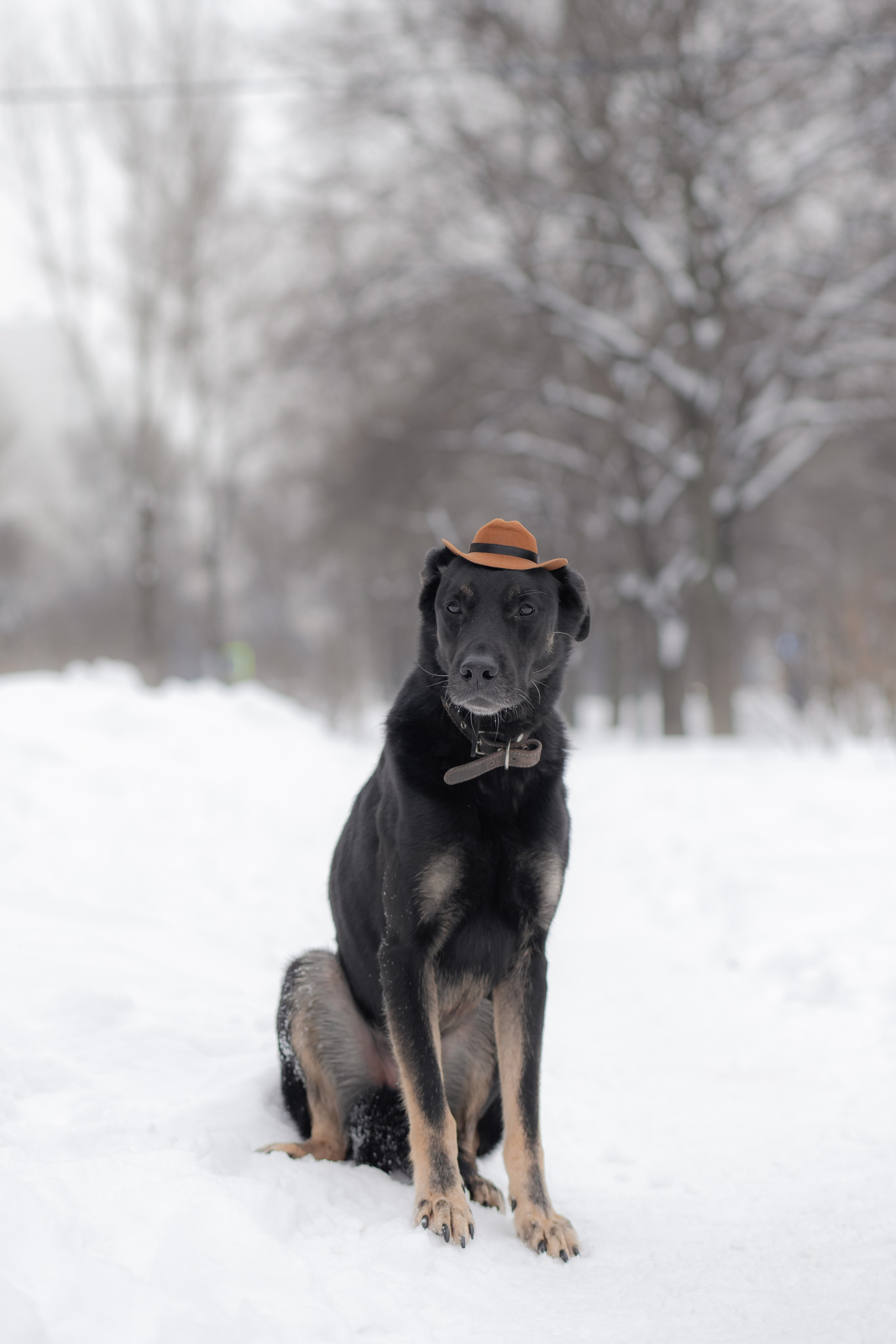 Фотосессии животных. Детский фотограф, фотограф-анималист