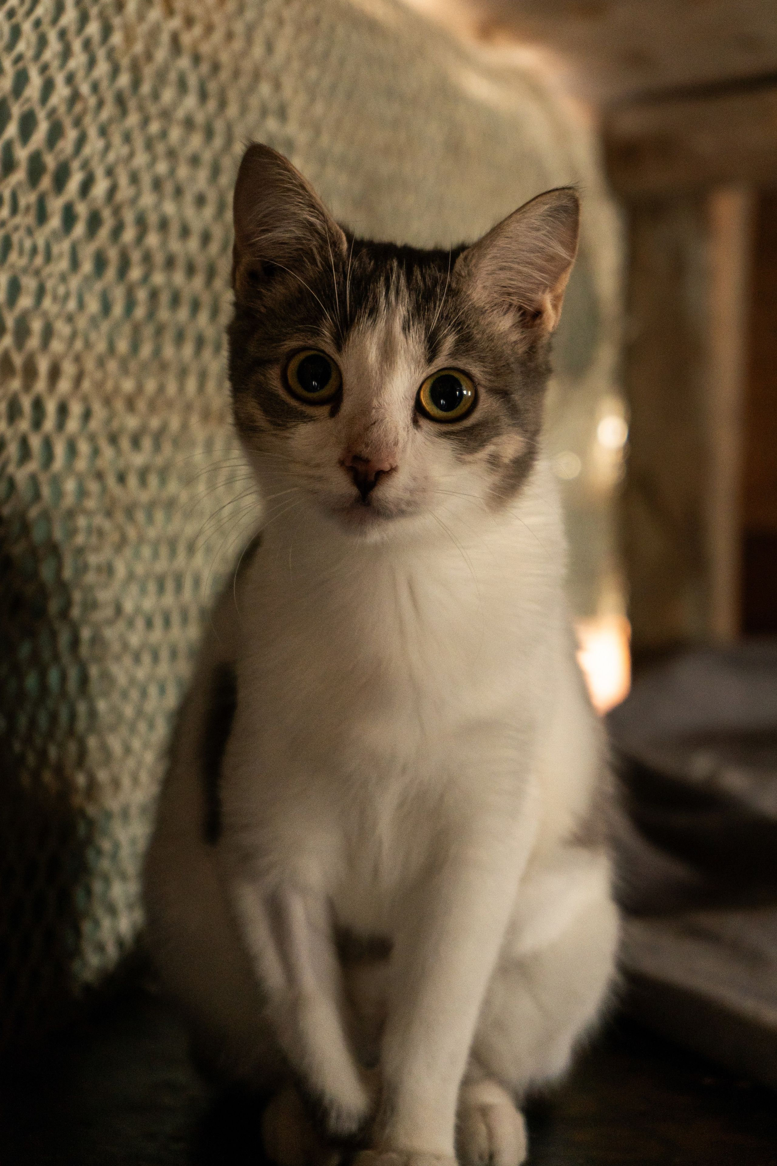 Pets. Makaroshkassirom — photographer in Minsk