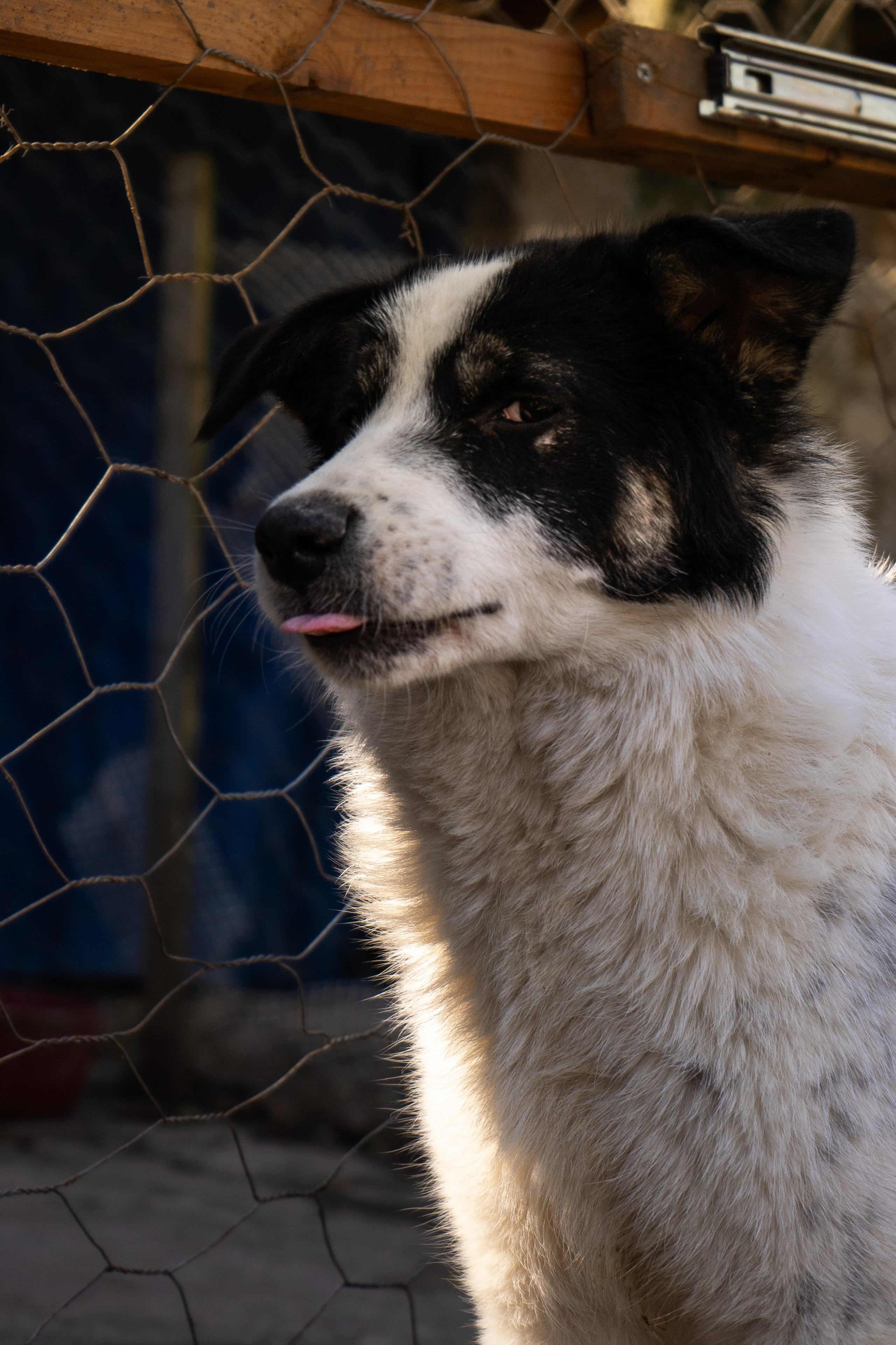 Pets. Makaroshkassirom — photographer in Minsk