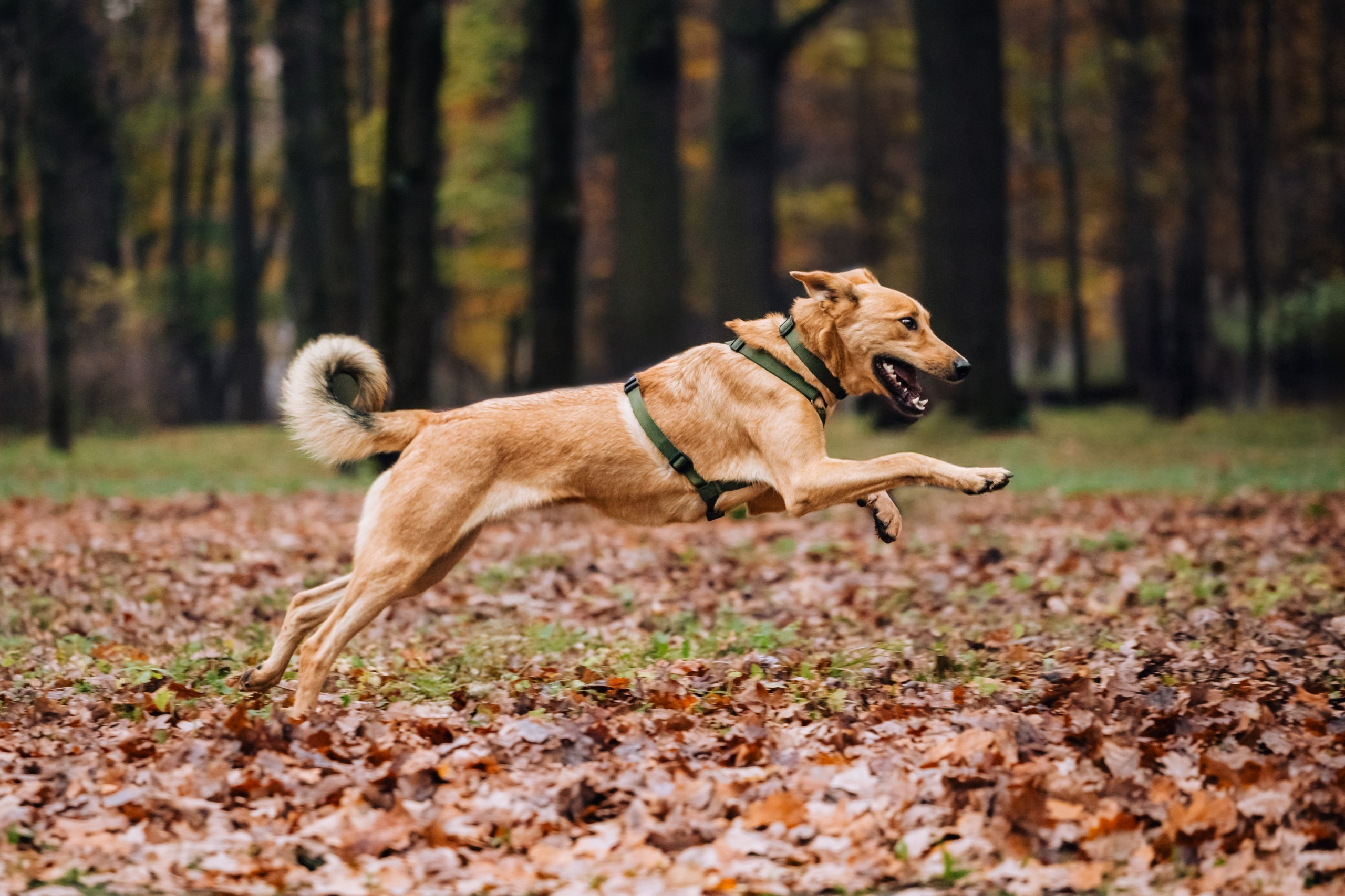 Собаки из приюта Дубовая роща осень 2025. Фотограф-анималист Татьяна Степанова