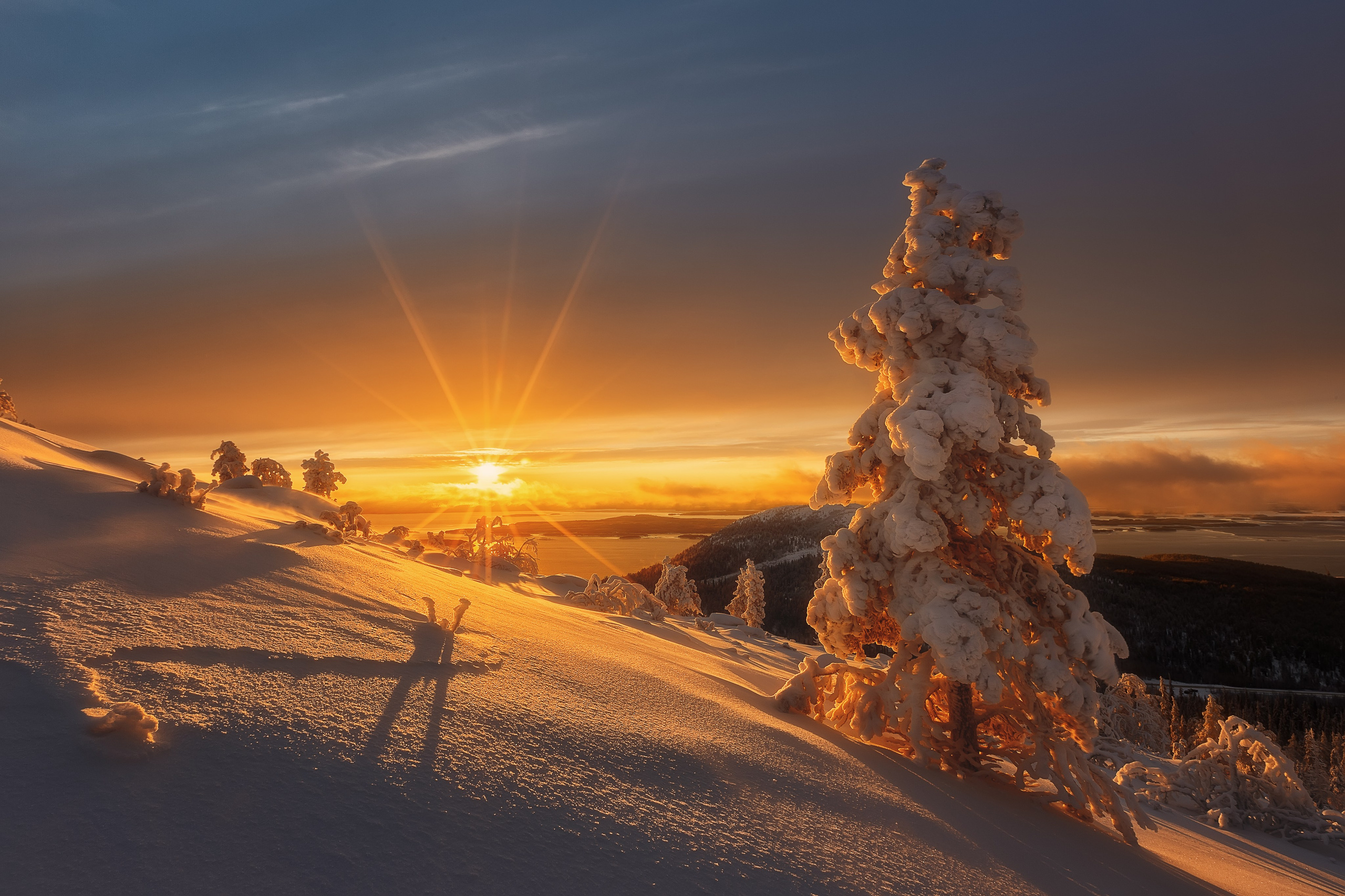 Заснеженная ель светится янтарным светом на закате