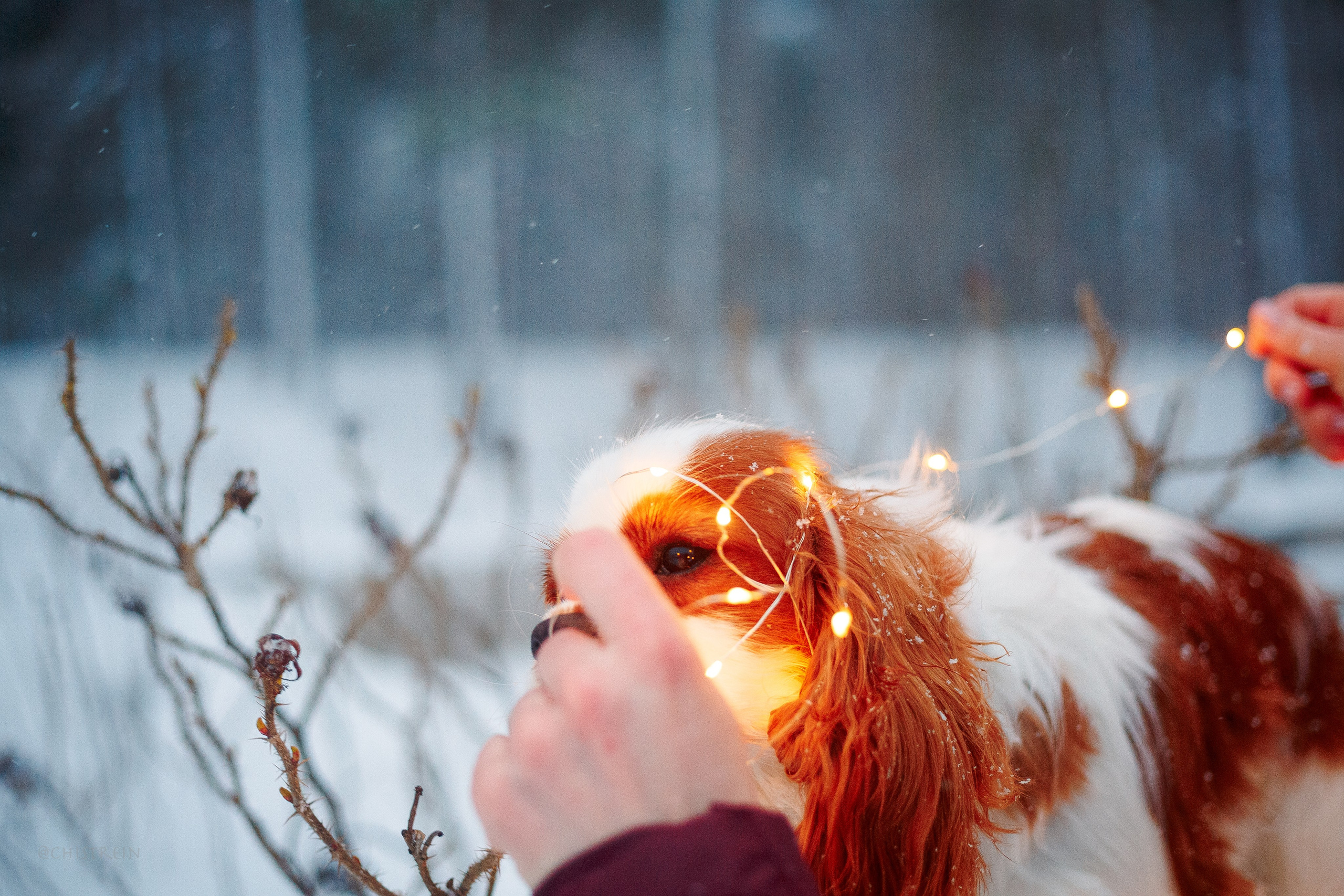 Внезапно апрельская зима. Фотограф-анималист Наталия Чистюхина в г. Сосновый Бор и ЛО