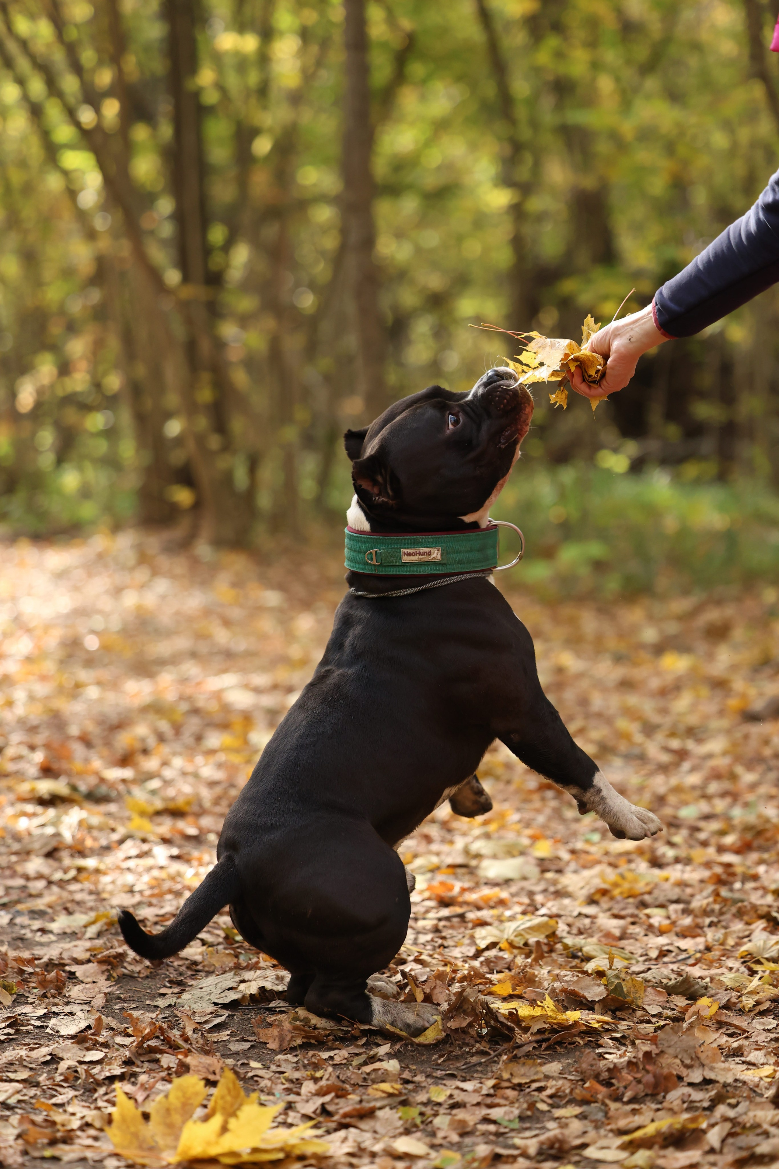 Бумер. Виктория Михайловская. Фотограф-анималист. Москва