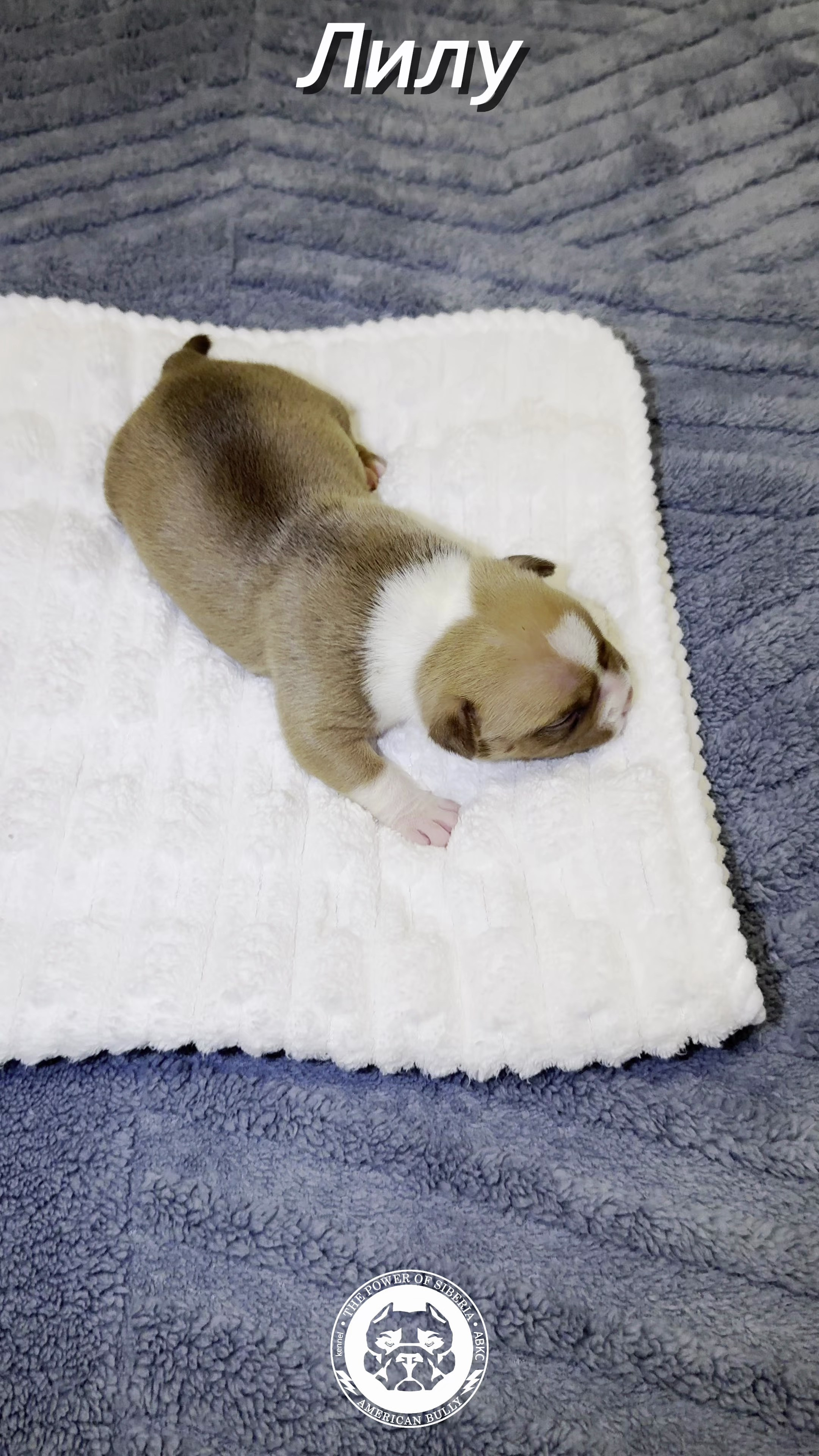 Свободные щенки Американский Булли, в типах покет, классик, стандарт. Американский Булли в г. Ростов-на-Дону. Питомник THE POWER OF SIBERIA