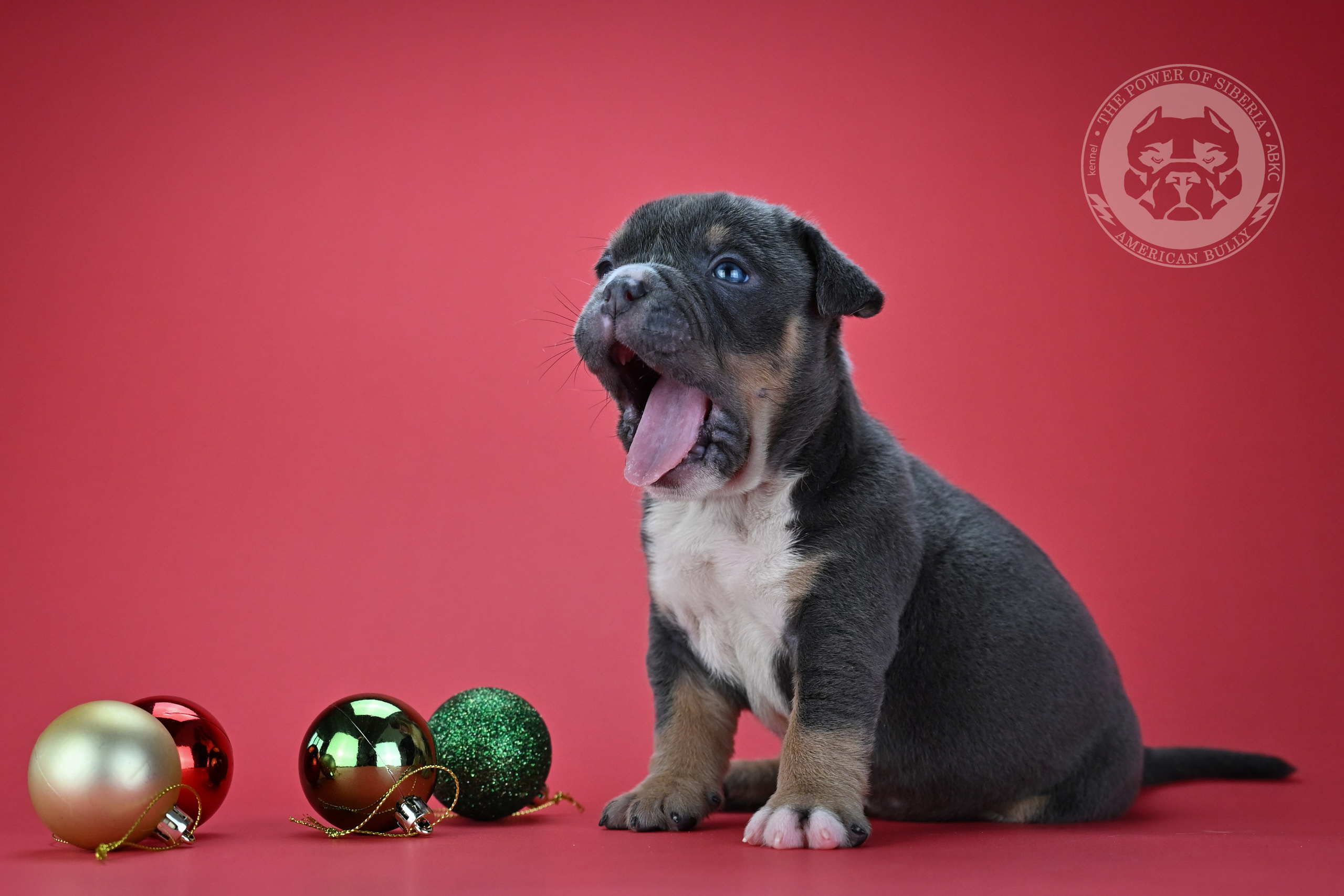 Свободные щенки «Покет». Американский Булли в г. Ростов-на-Дону. Питомник THE POWER OF SIBERIA