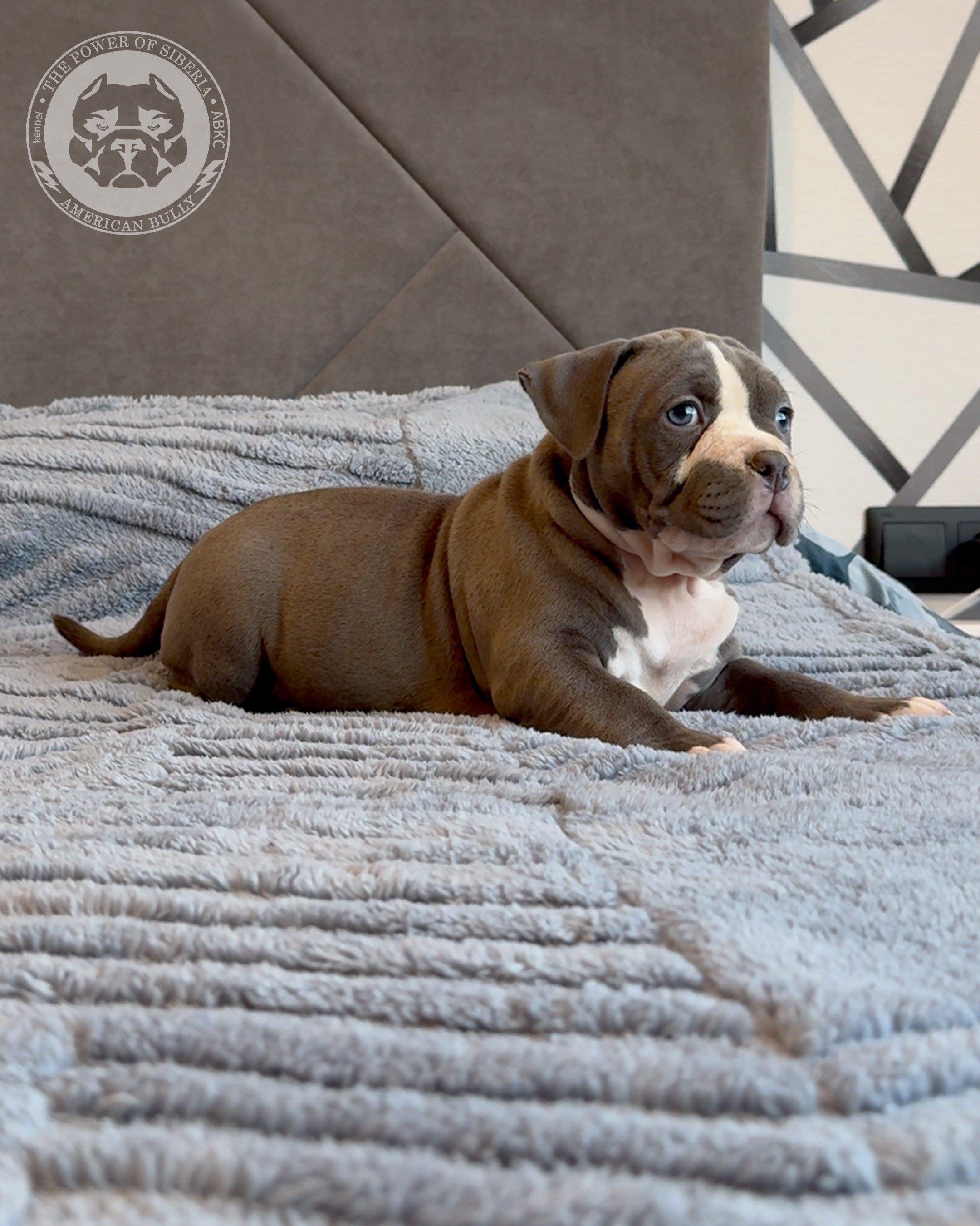 Свободные щенки Американский Булли, в типах покет, классик, стандарт. Американский Булли в г. Ростов-на-Дону. Питомник THE POWER OF SIBERIA