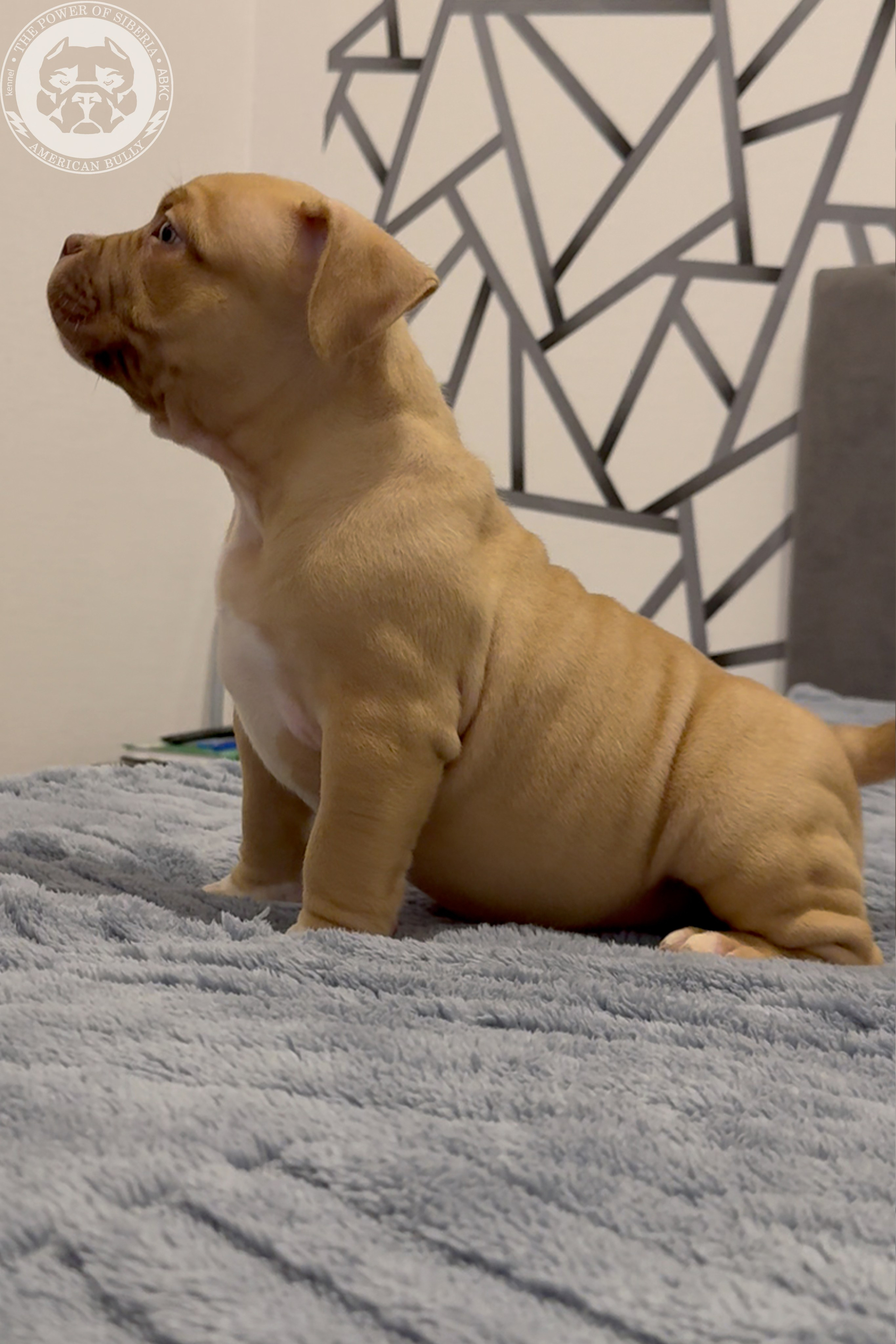 Свободные щенки Американский Булли, в типах покет, классик, стандарт. Американский Булли в г. Ростов-на-Дону. Питомник THE POWER OF SIBERIA
