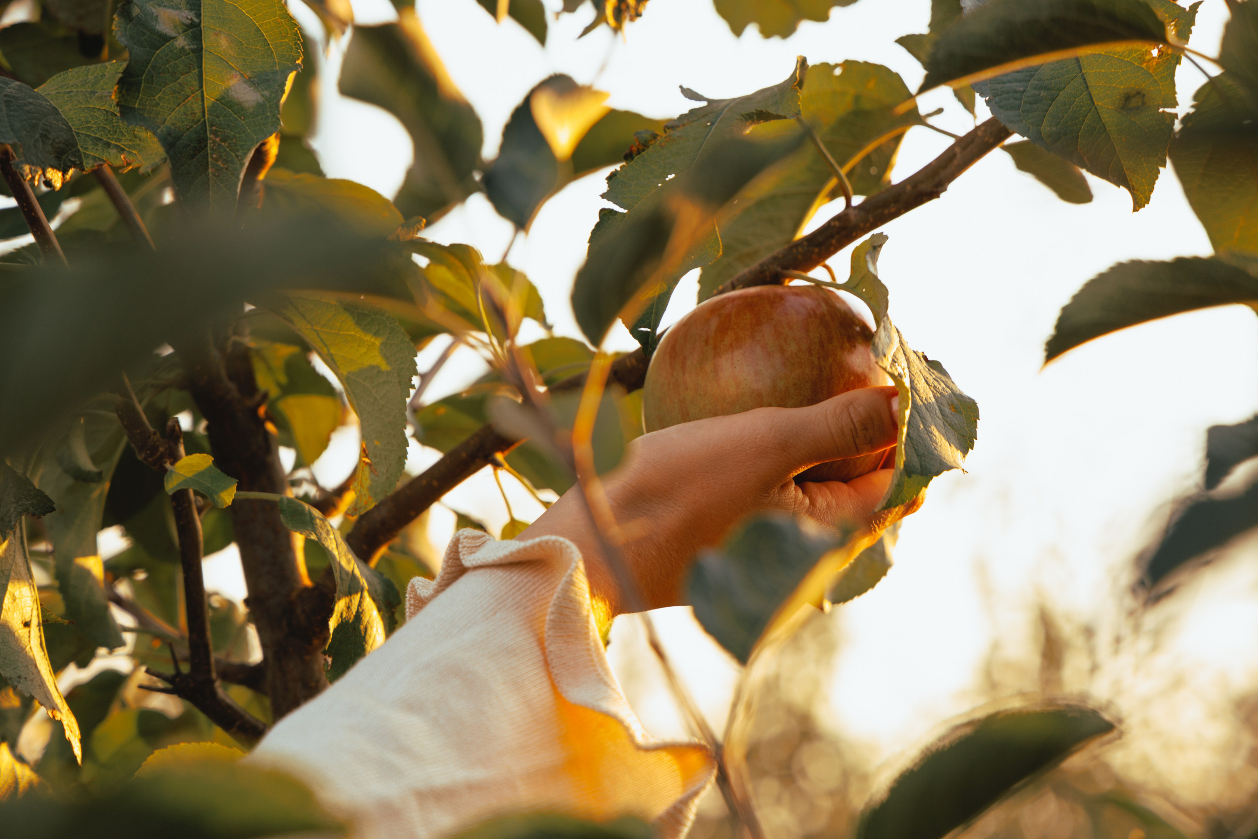 Domik в саду. Артем Корнев Фотограф