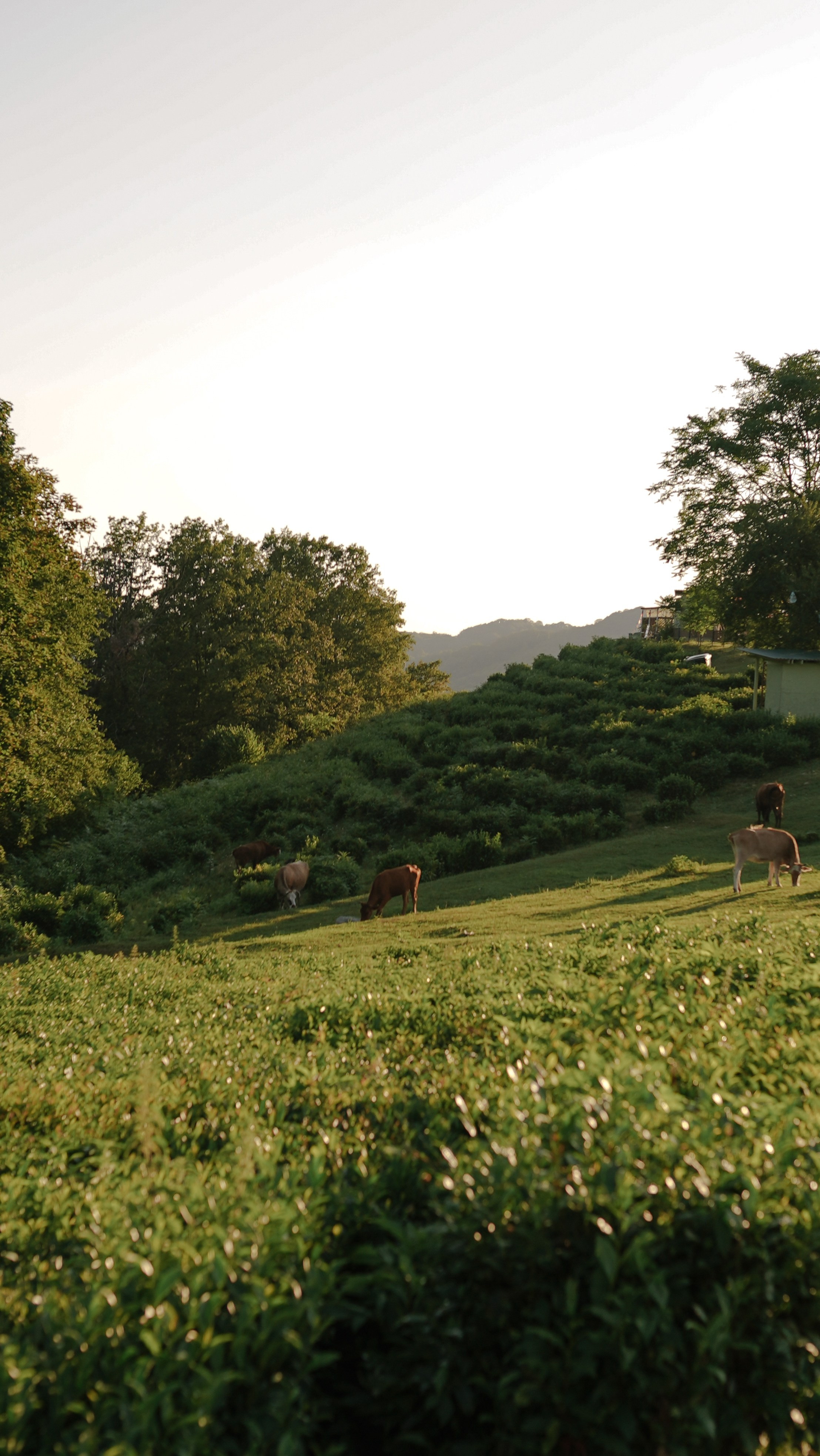 Чайные плантации. Милана Довгаль - семейный фотограф и видеограф  в Адлере и Сочи