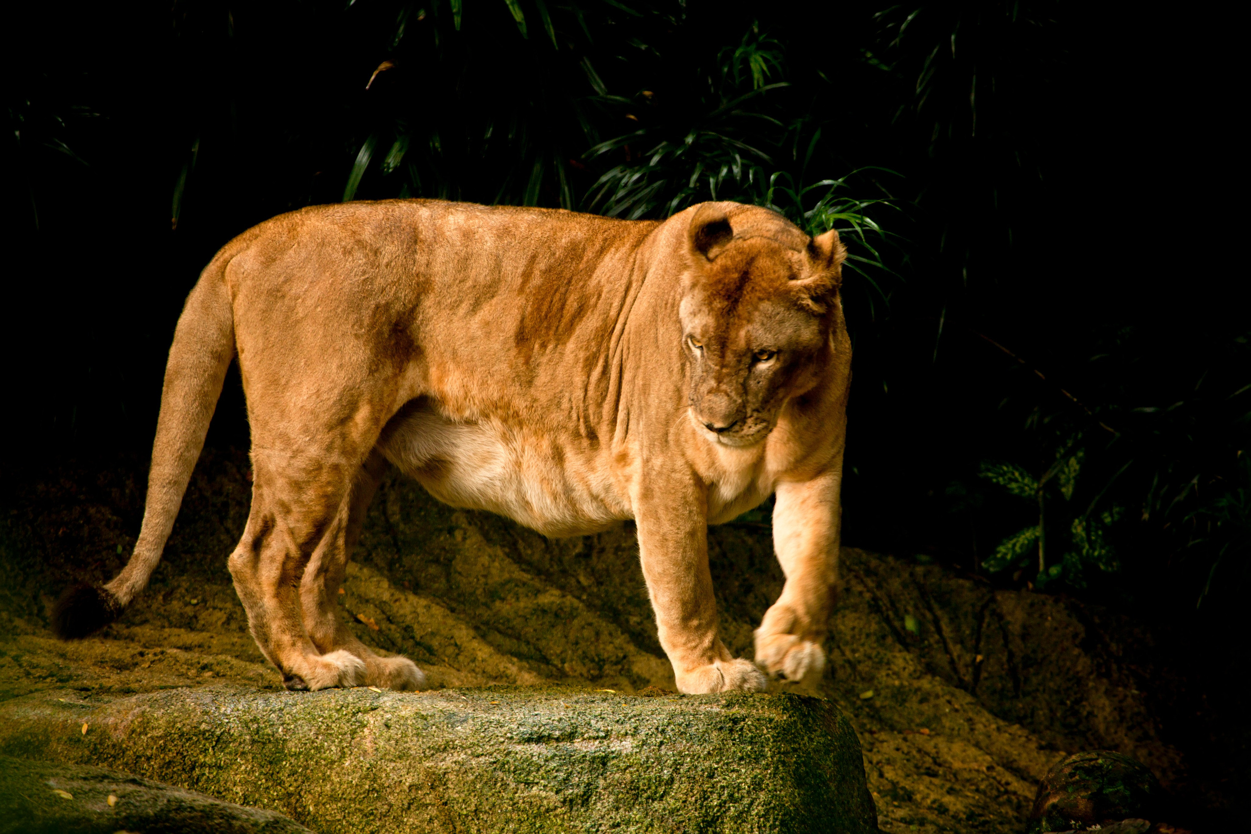 Wildlife photography. Photographer Kirill Sergeev | Moscow