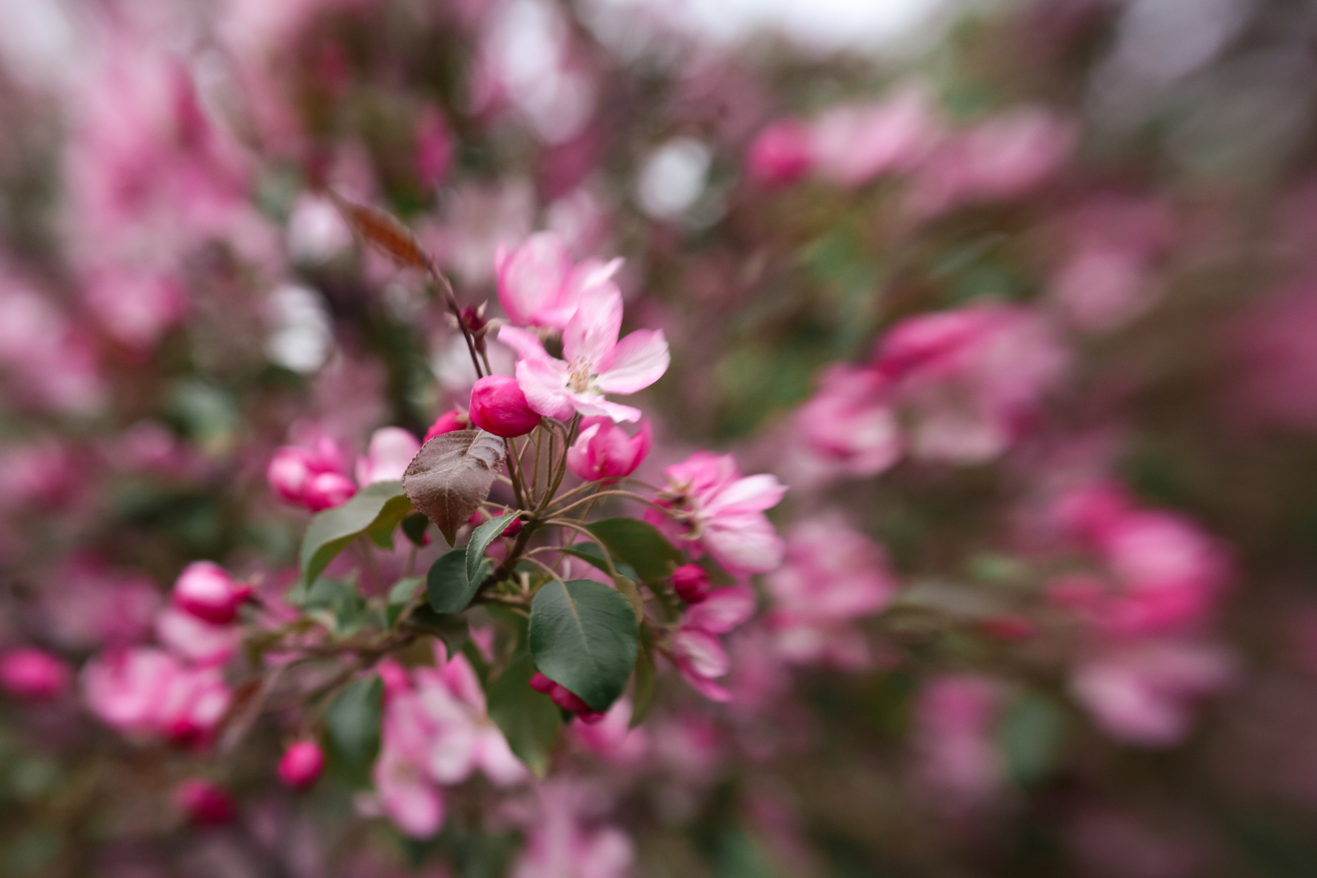 Фотосессия в цветущих яблоневых садах. Свадебный и репортажный фотограф (Москва, Королев и другие)
